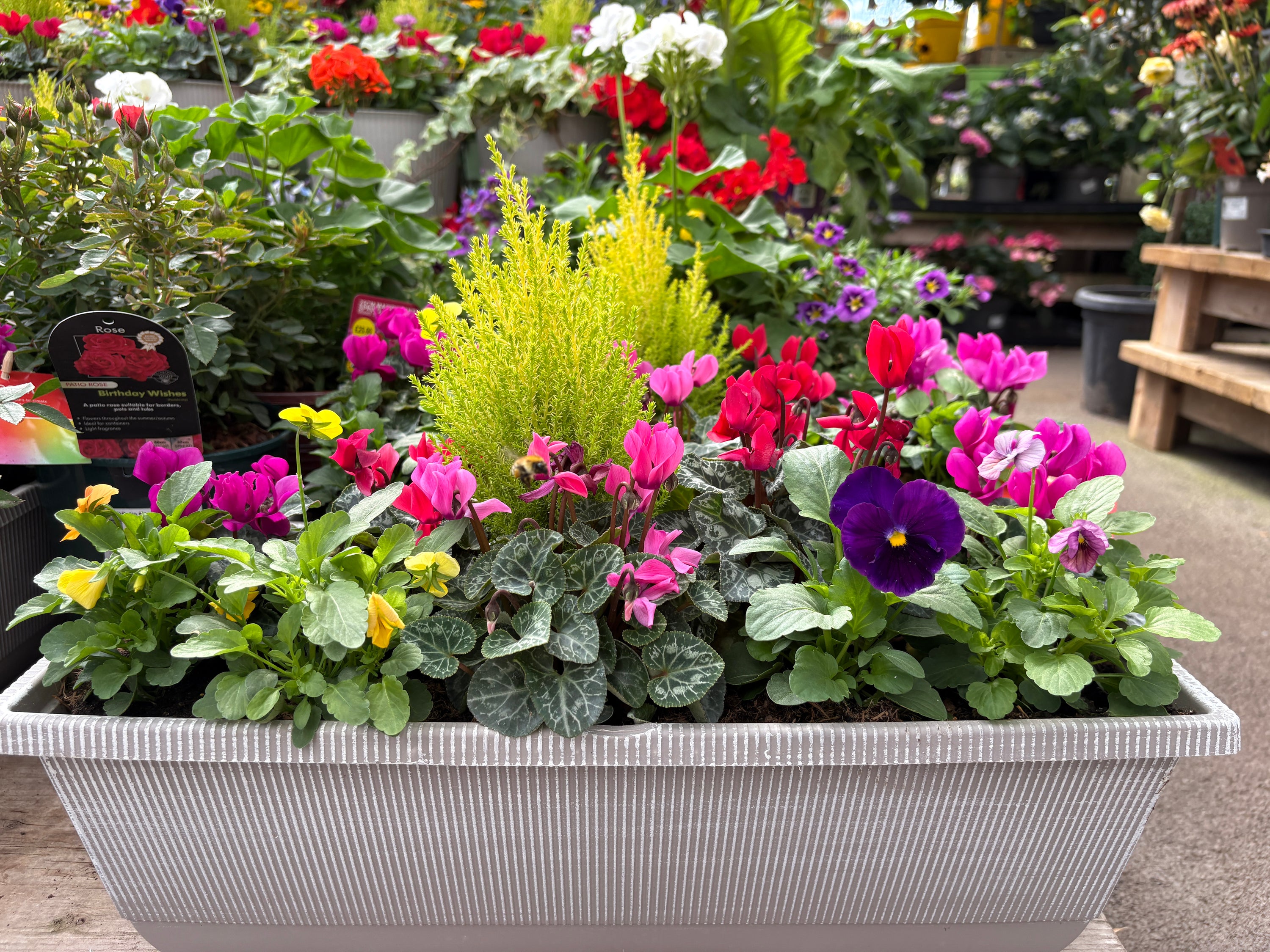 The best flowers for planting a vibrant autumn pot display in your garden