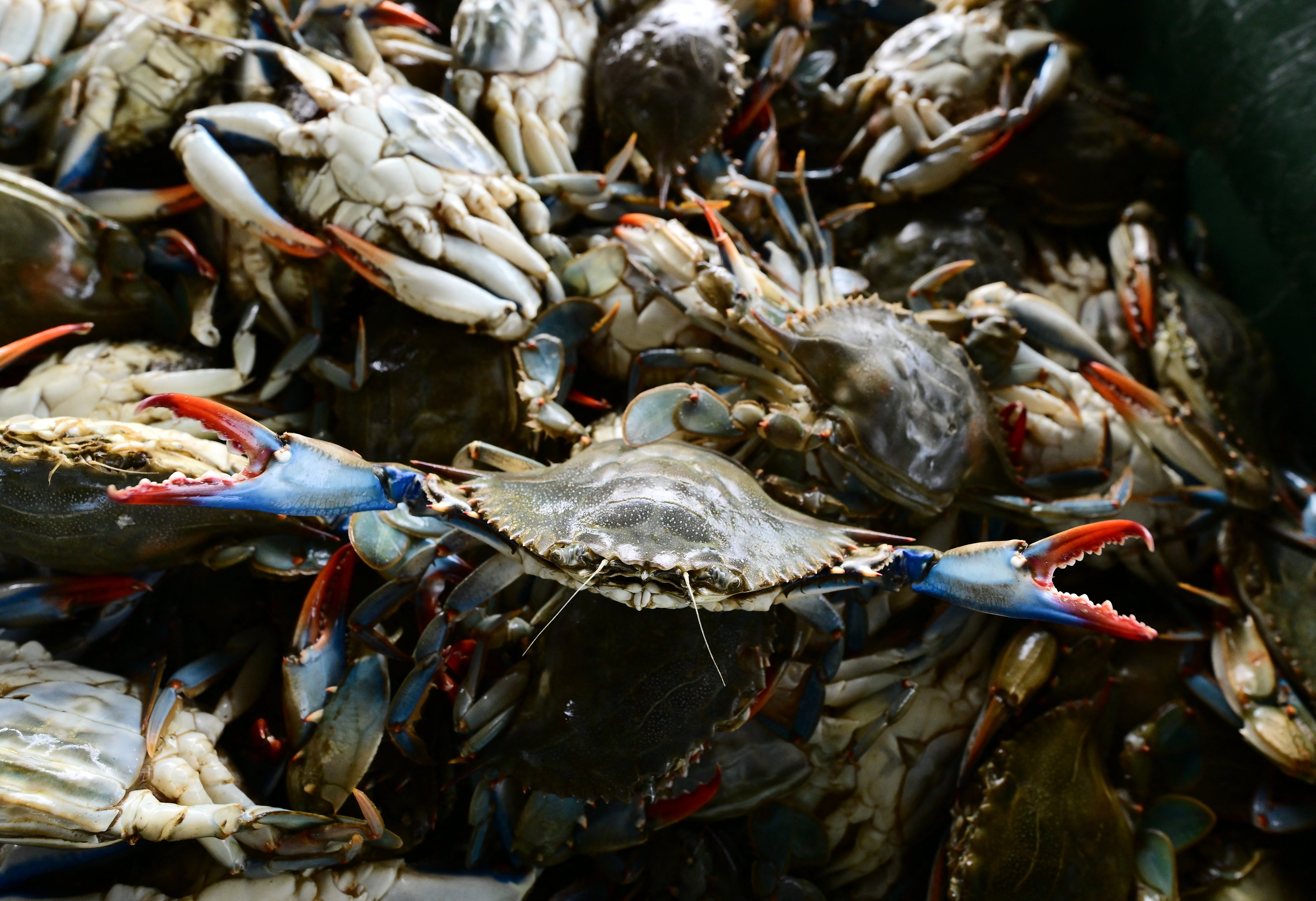 The invasive North American crustaceans have had a major impact on Italy’s fishing industry