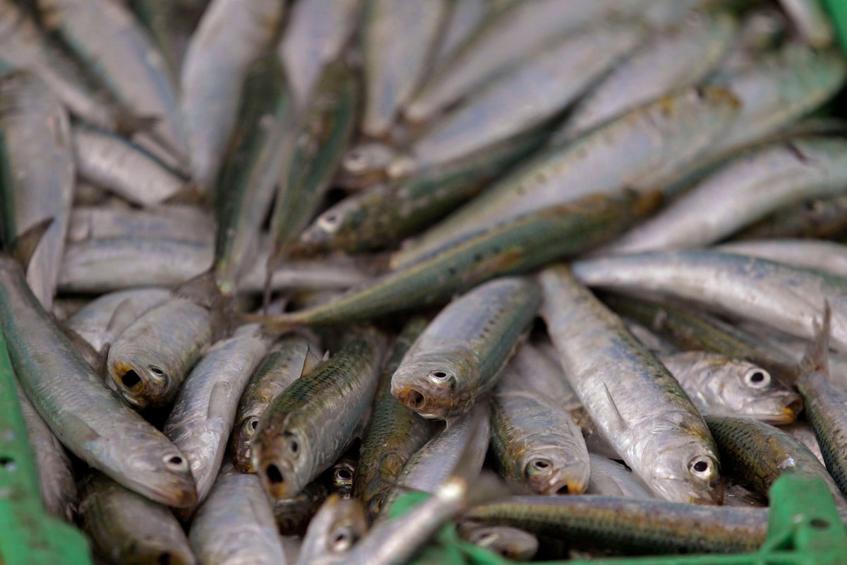 Scientists investigate potential herpes virus link to South African sardine die-off