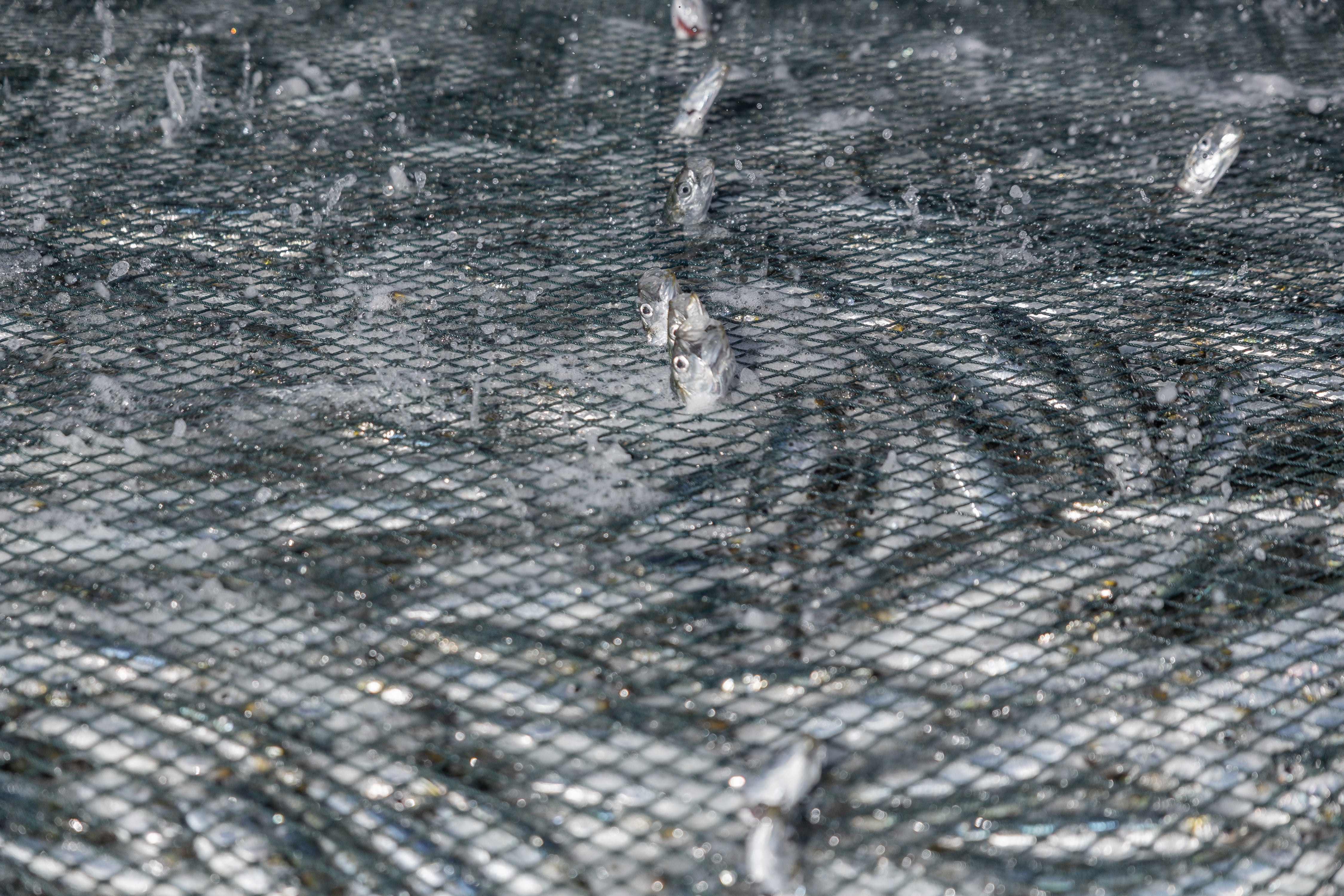 Netters use a huge fishing net as they try to catch thousands of sardines at the Scottburgh beach, south of Durban on July 20, 2026