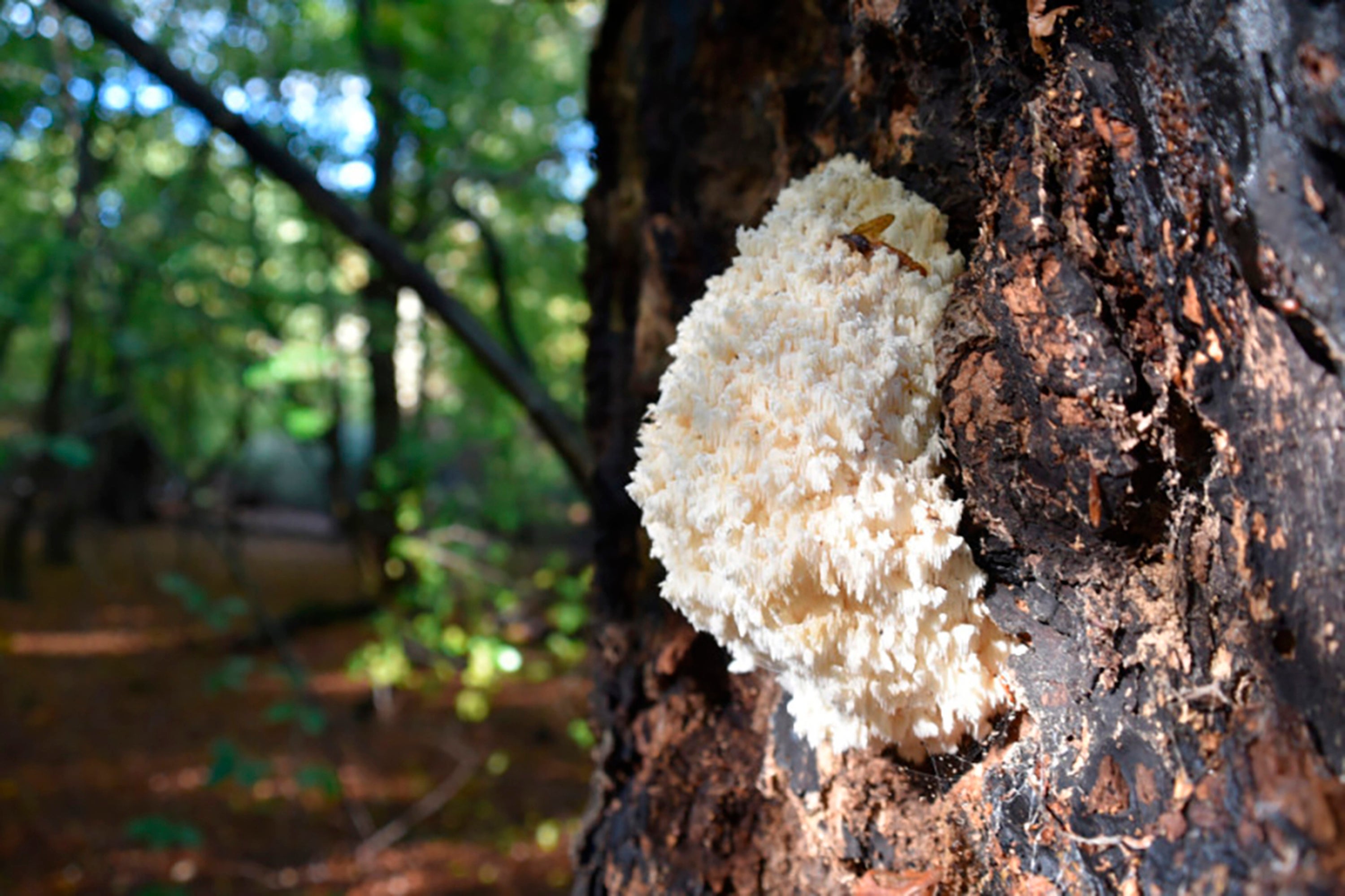 Social media influencers, foragers and visitors are being urged to leave wild mushrooms untouched after fungi-related content has surged in popularity online