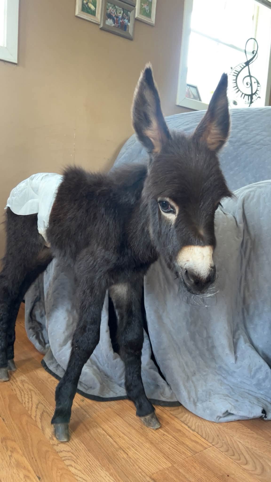 Owners demand answers after beloved family donkey is shot and killed by police