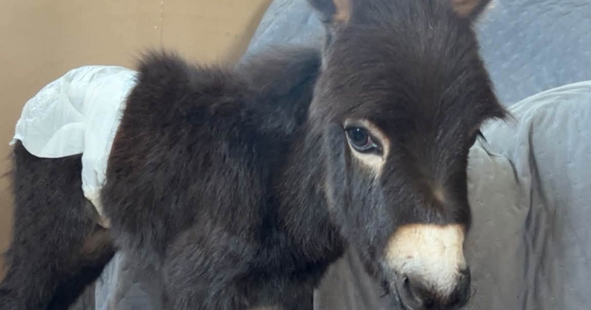 Owners demand answers after beloved family donkey is shot and killed by police | The Independent