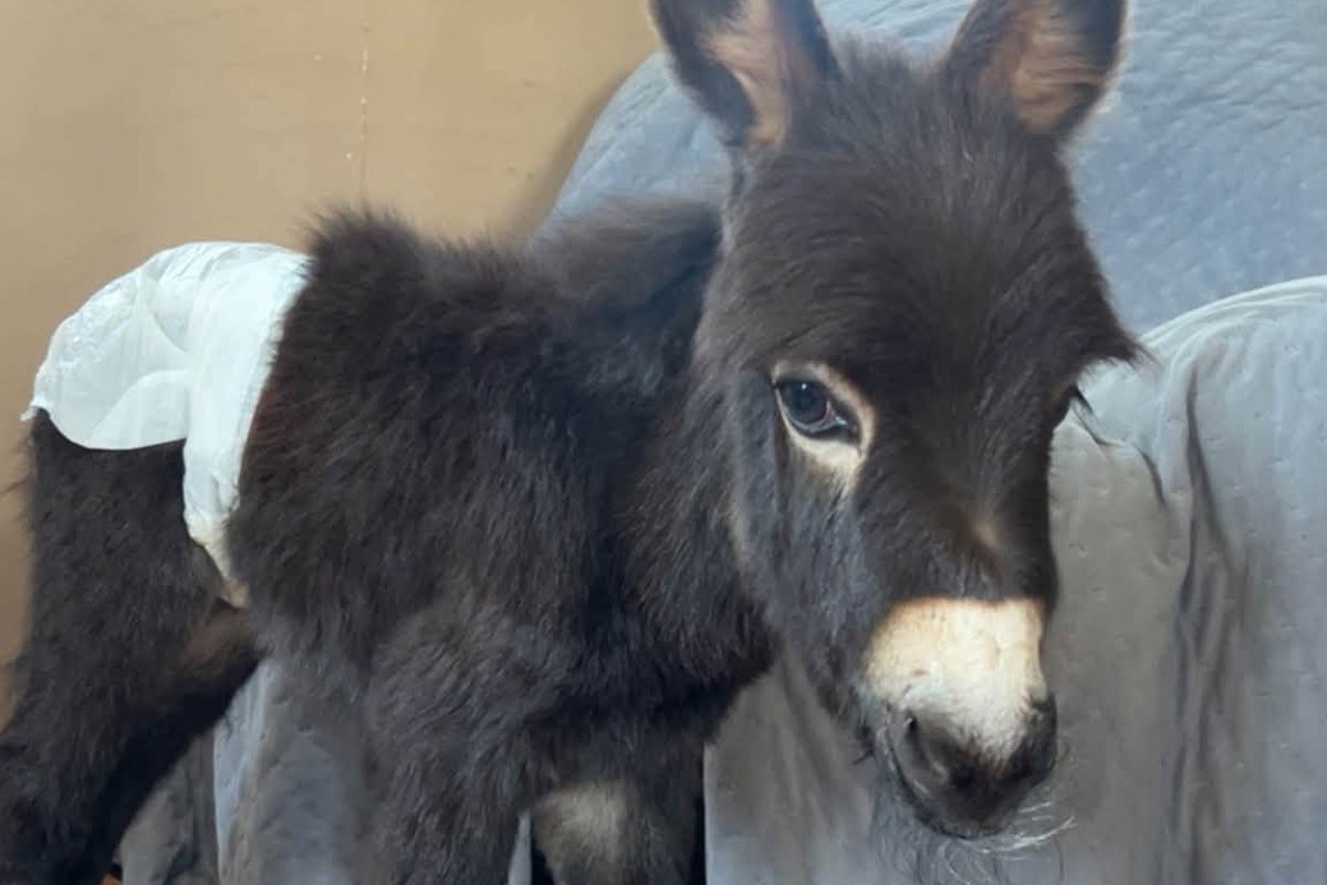 Owners demand answers after beloved family donkey is shot and killed by police Owners demand answers after beloved family donkey is shot and killed by police