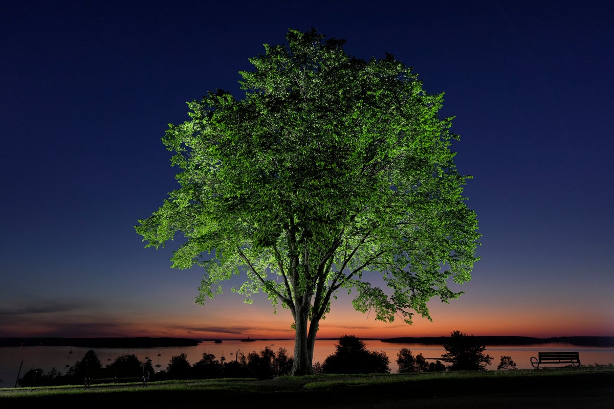 Young American elms in Vermont are being tested to help resist Dutch elm disease