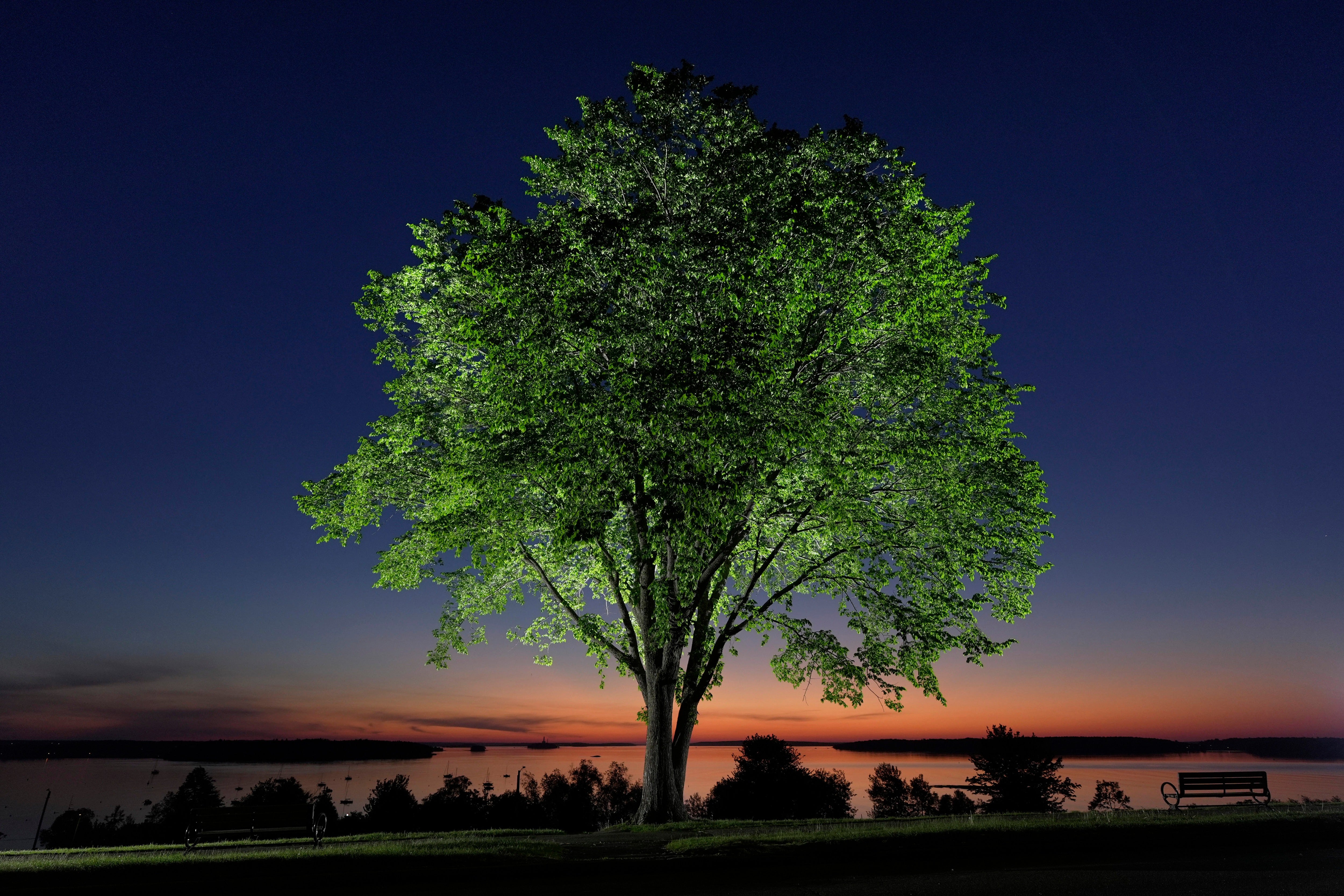 The fungal pathogen that decimated millions of American elms across the U.S. is now being used to restore the iconic species