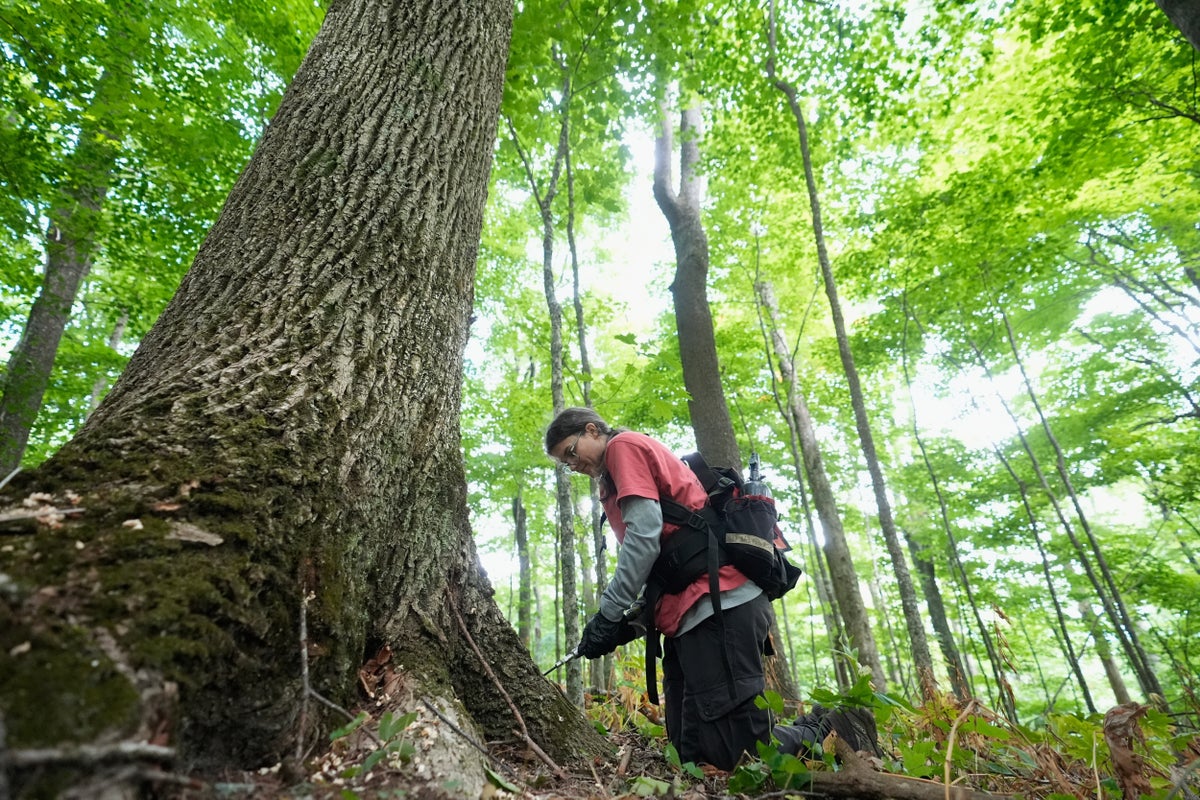 Scientists utilize biological controls to combat disease in American elm trees