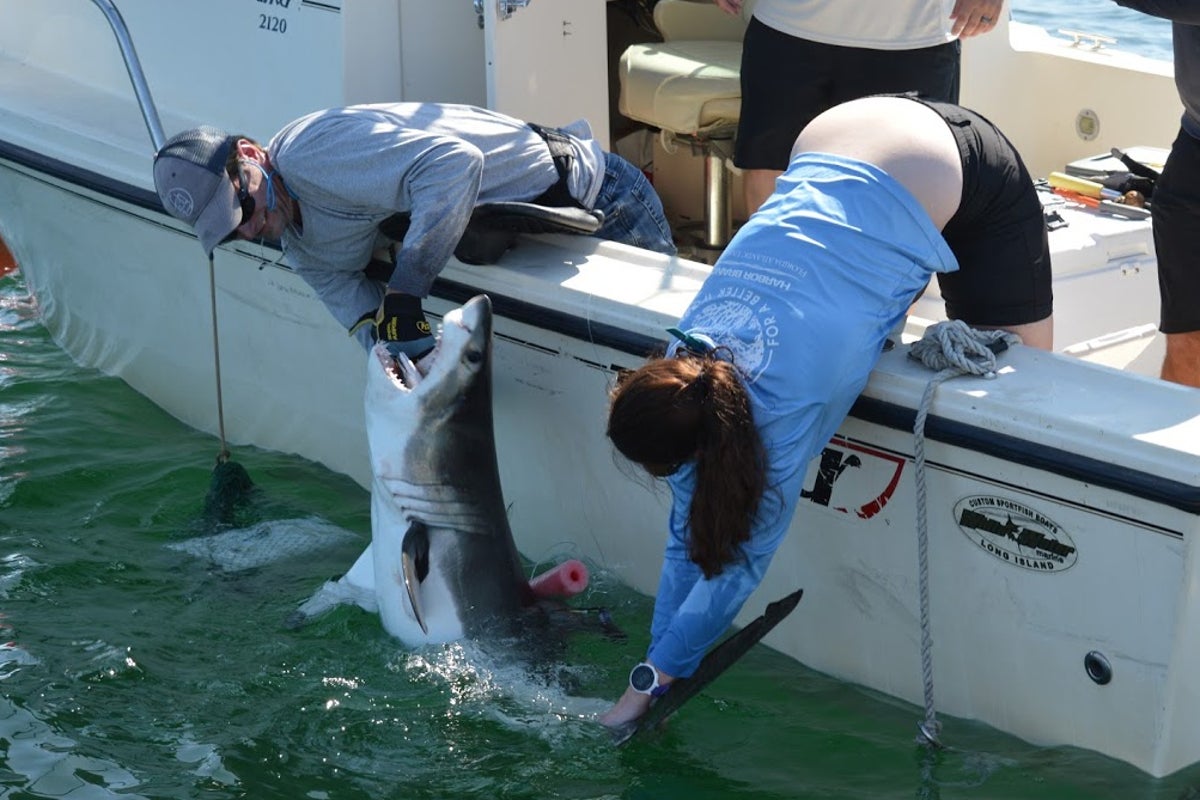 Inside the secret shark nursery lurking just off New York&rsquo;s ritzy Hamptons