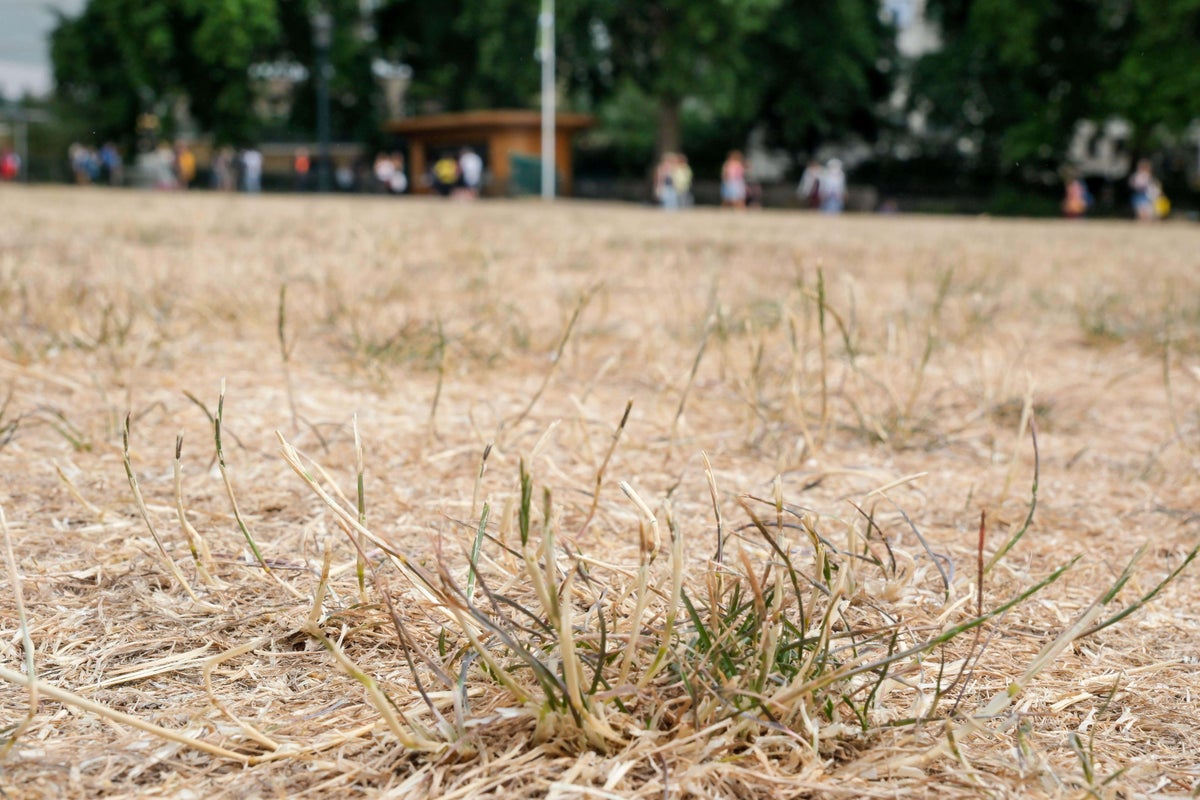 Lawn recovery: Tackling dry grass, diseases and grubs