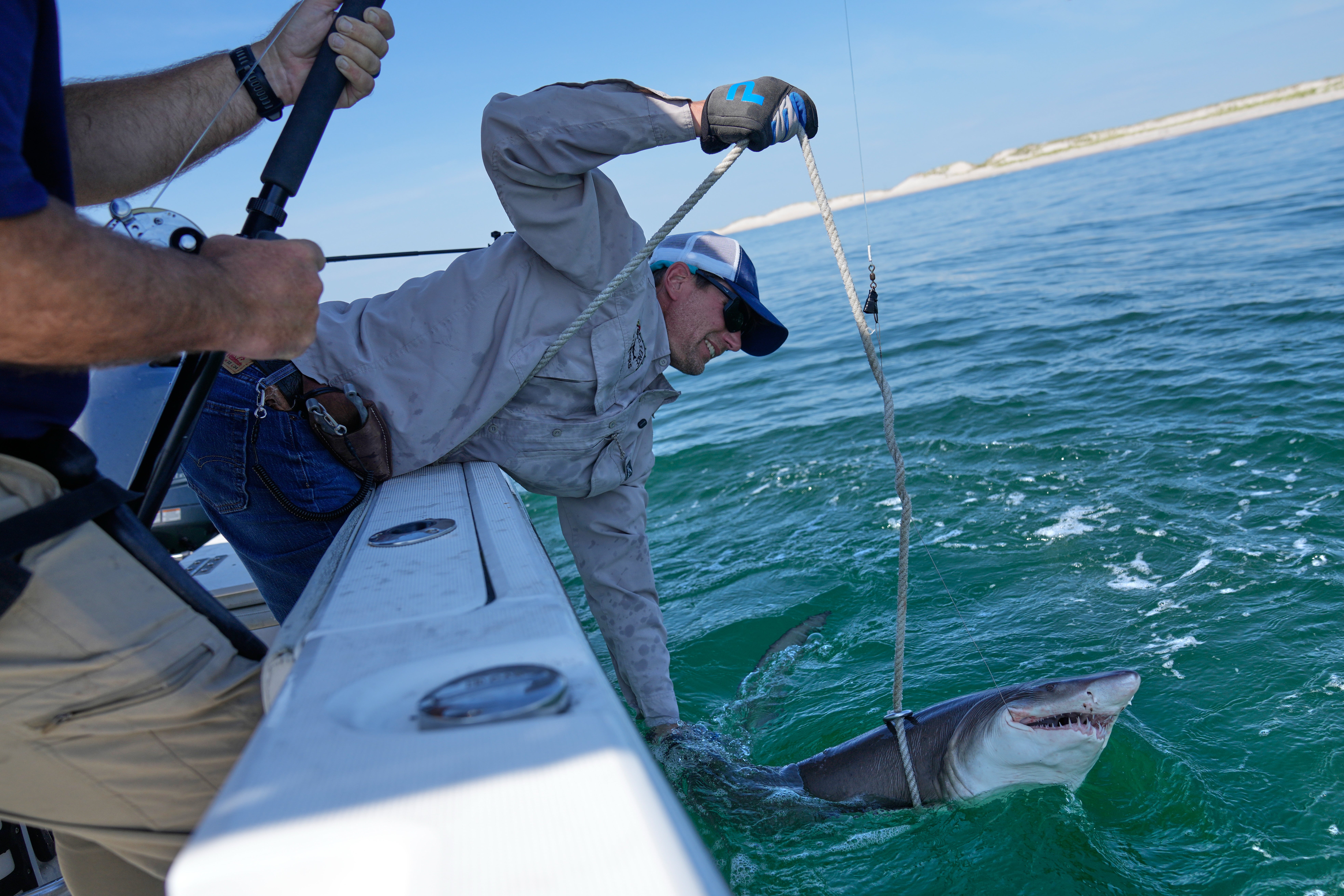 Protective measures introduced over recent decades have helped white sharks and other species begin to recover, though populations remain below historical levels