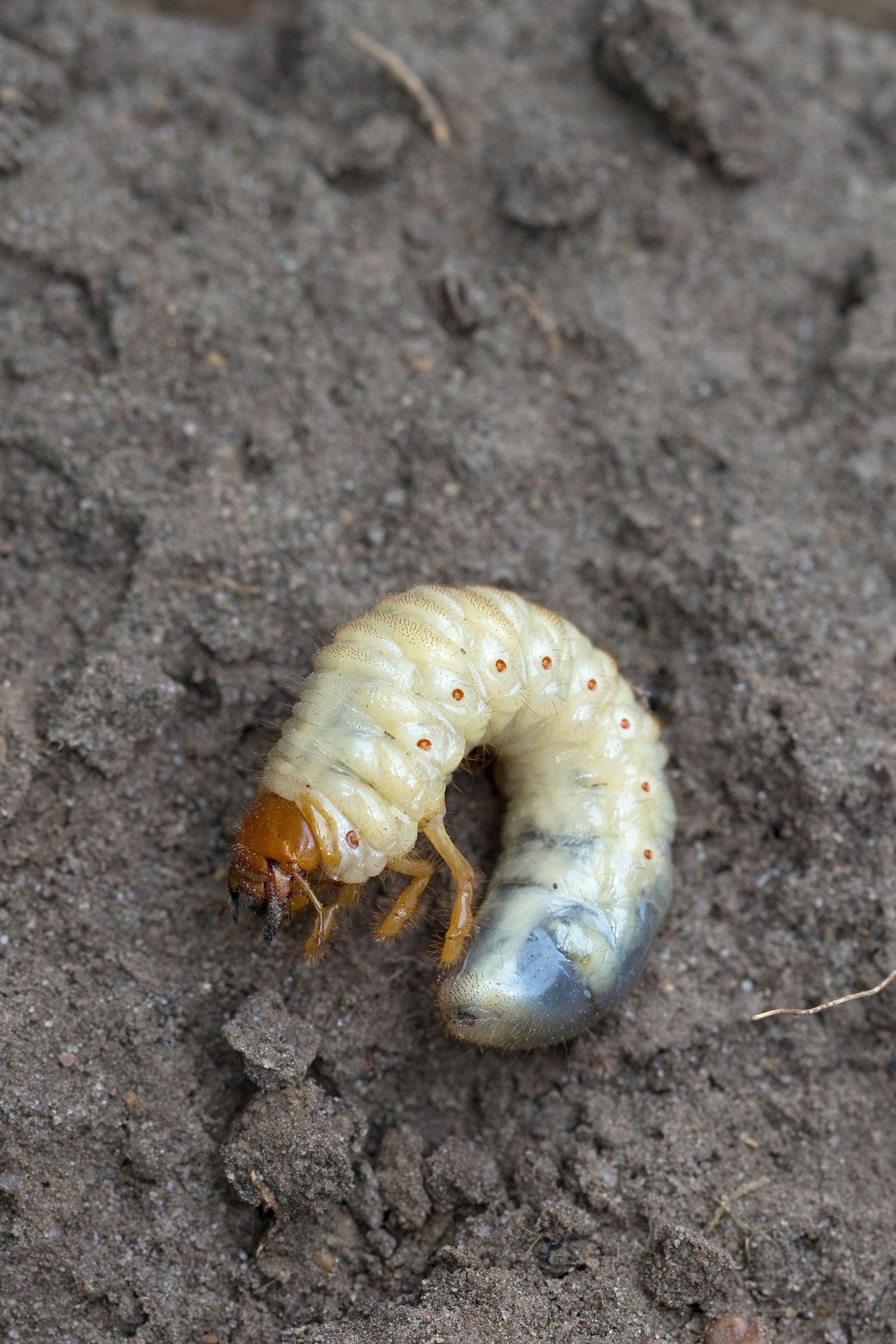 They have stout white bodies curved in a C shape, light brown heads, with three pairs of legs at the head end (PA)