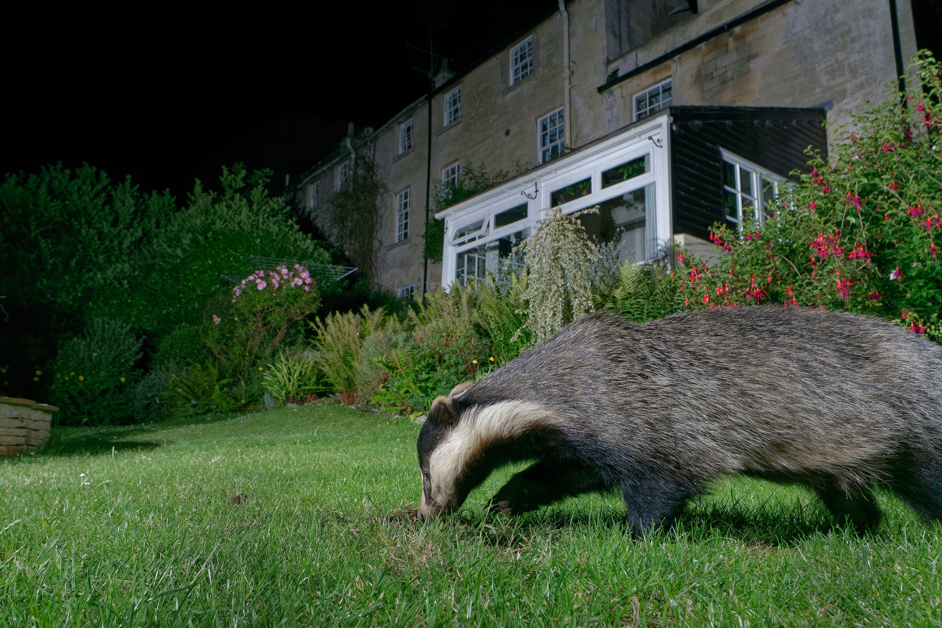 Badgers may be digging holes in lawns to hunt for protein-rich food sources (PA)