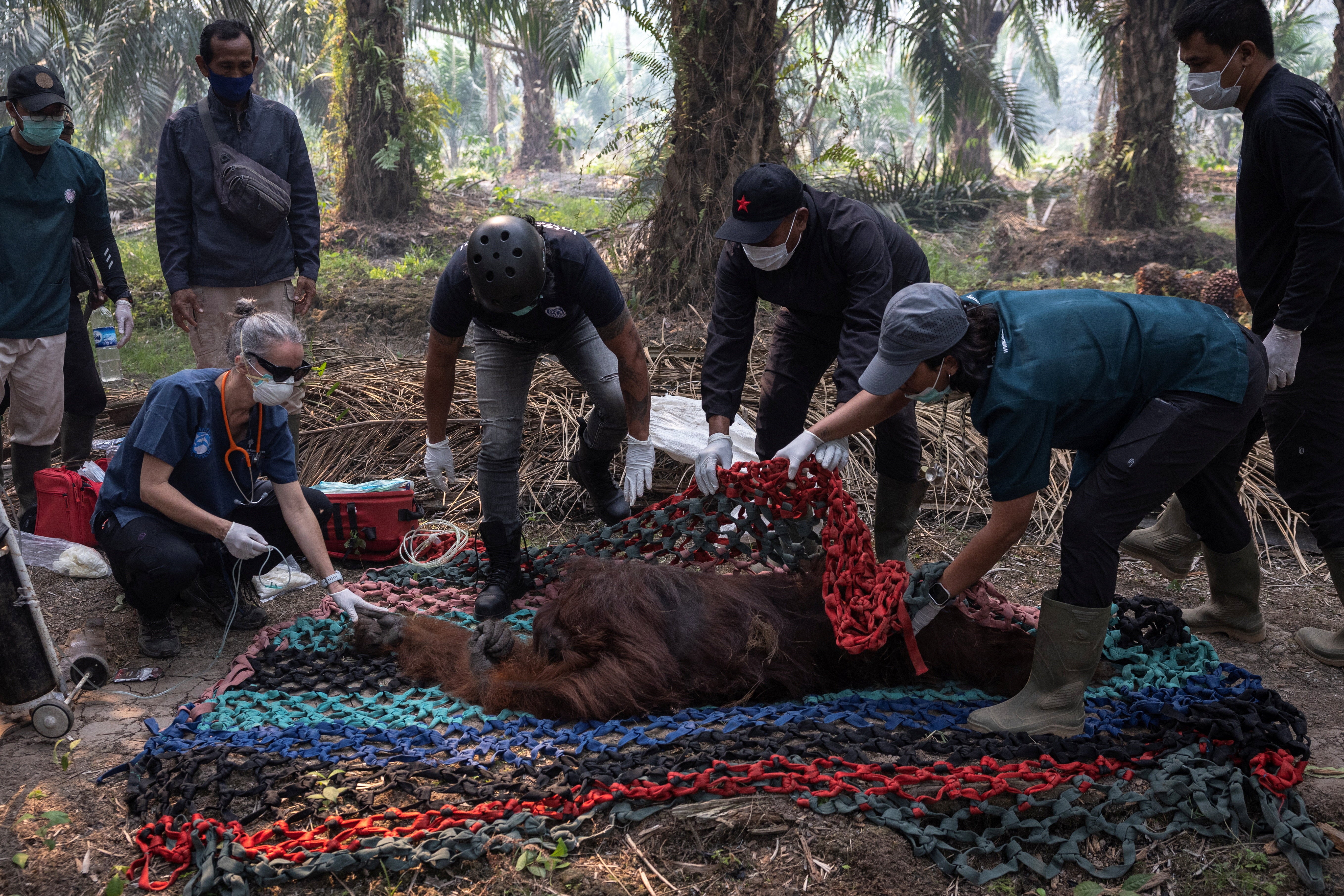 Orangutan is rescued from the fire zone in Borneo, Indonesia