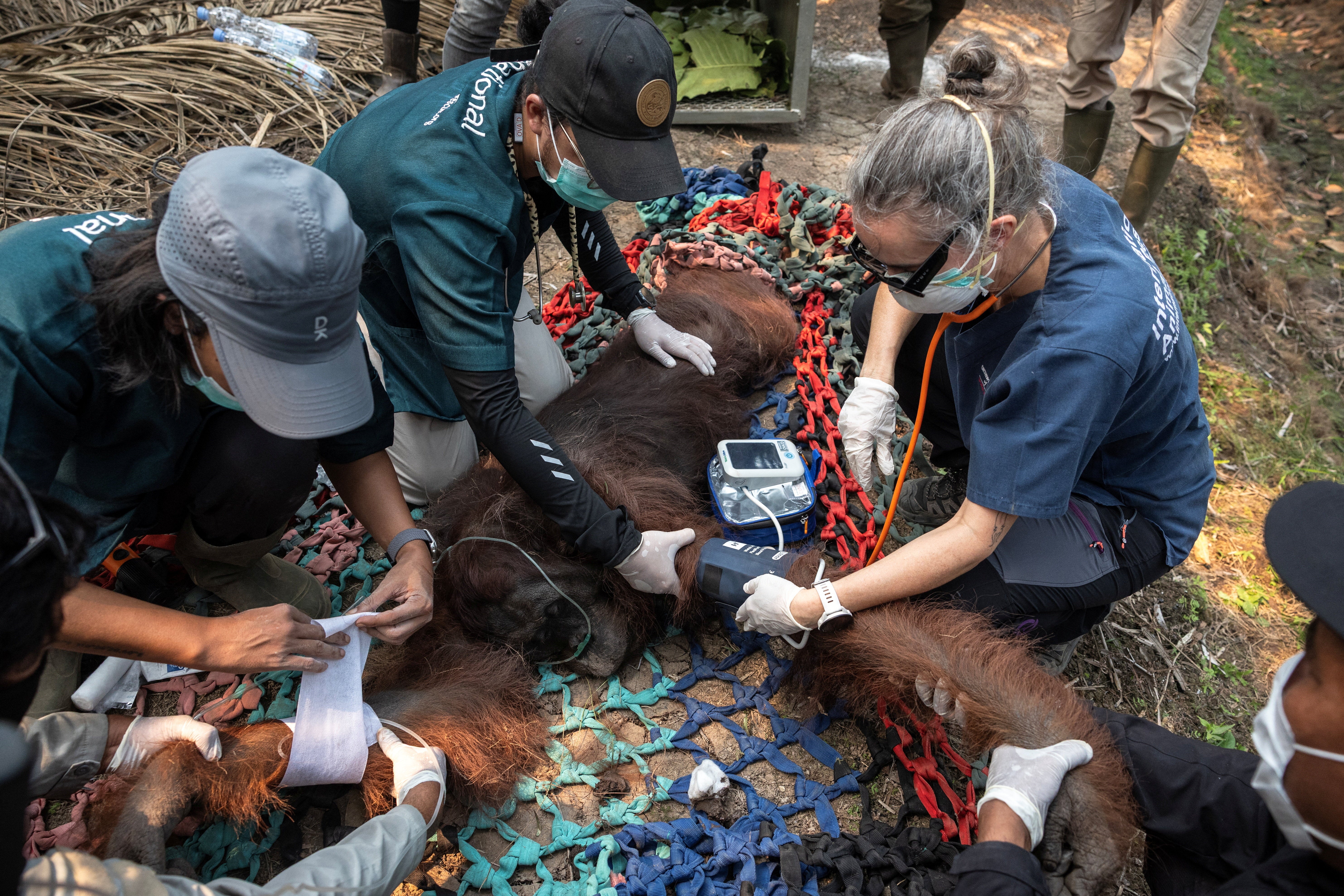 Orangutan is given food through an intravenous drip