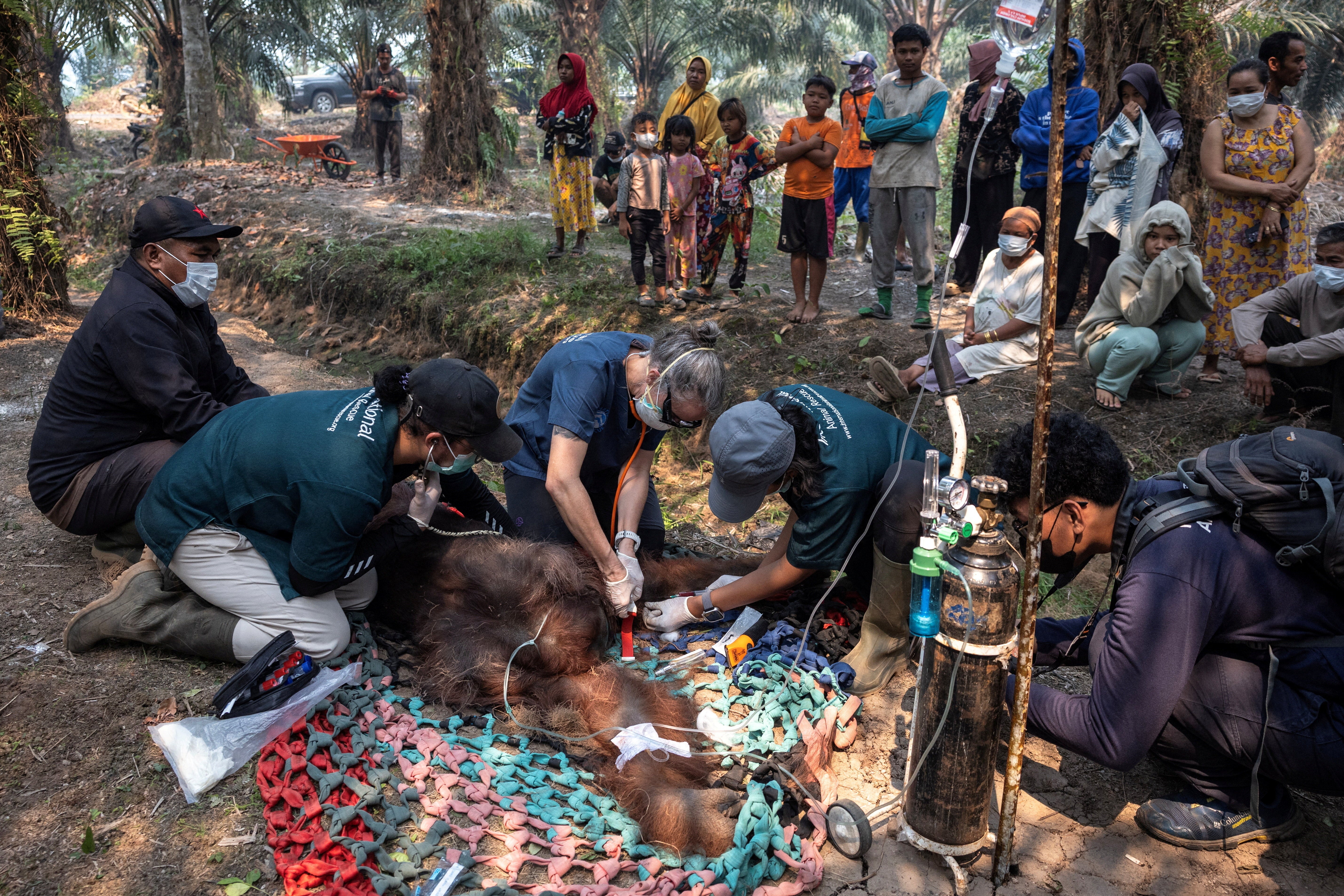 Veterinarians give treatment to an orangutan named Sampurna after it was rescued from near a wildfire