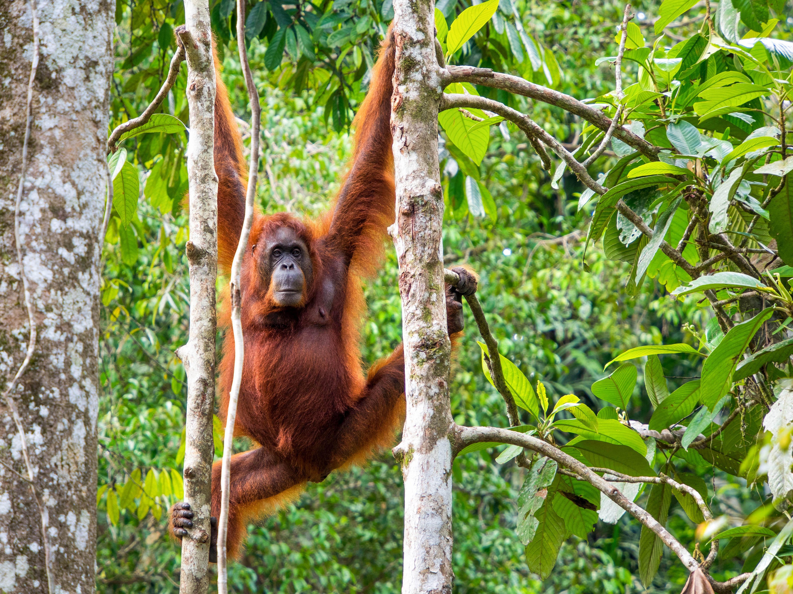 Borneo orangutan is listed as critically endangered species