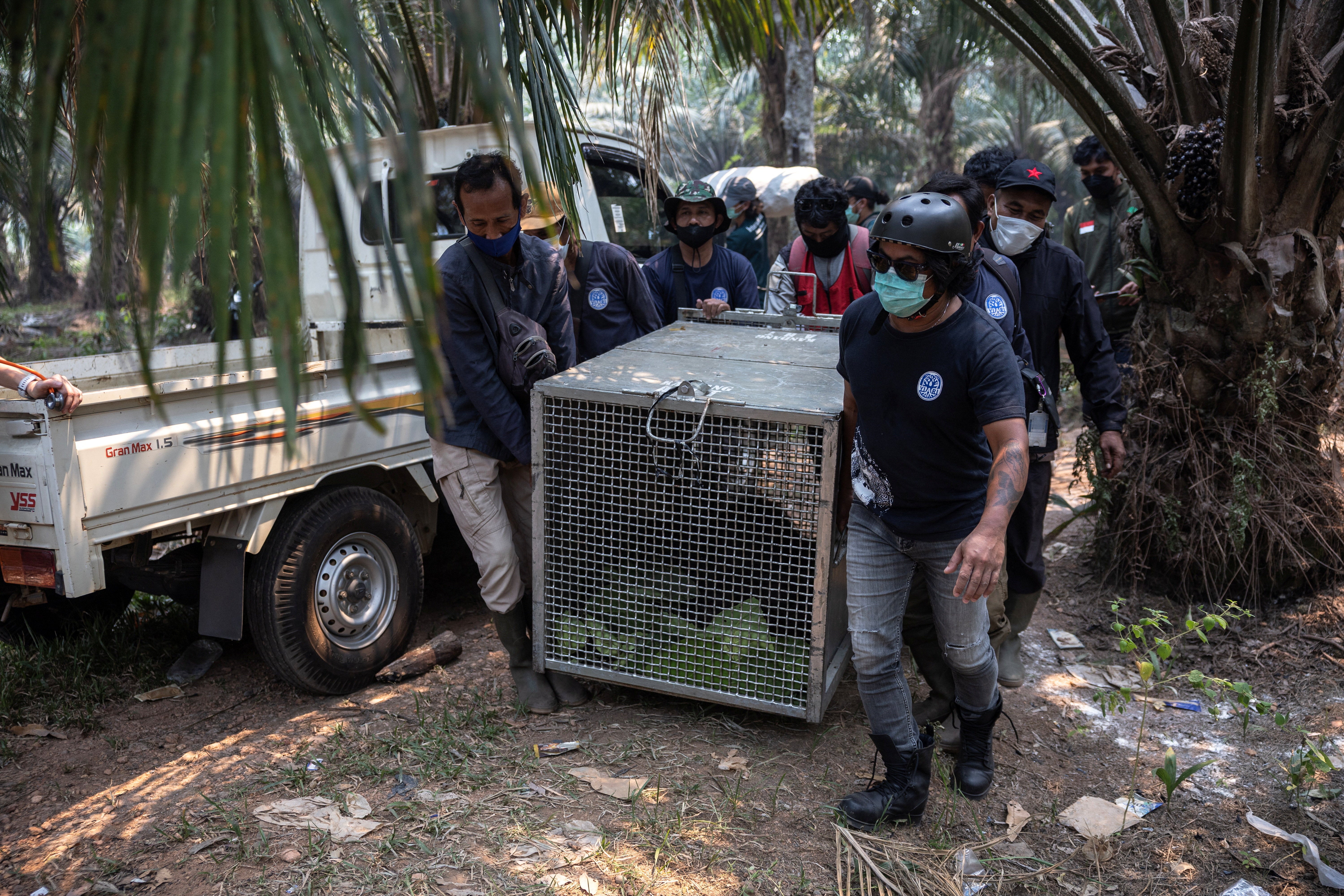 Rescuers carry a cage with an orangutan named Sampurna for transport to the rehabilitation center