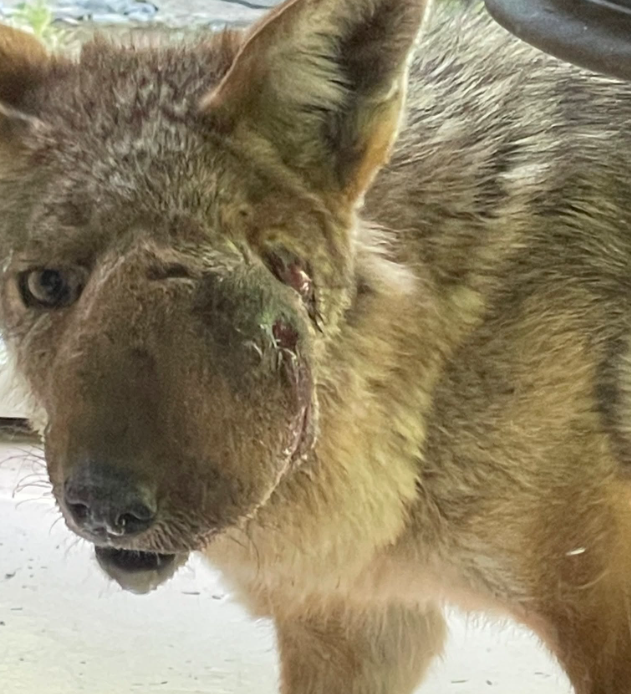 Beloved coyote Wendy finally rescued after community spent weeks trying to save her