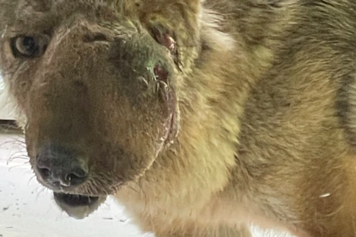 Beloved coyote Wendy finally rescued after community spent weeks trying to save her Beloved coyote Wendy finally rescued after community spent weeks trying to save her
