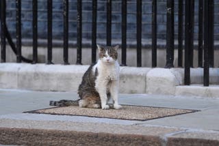 A fake review was also uploaded making a reference to how enjoyable it was ‘hanging out with Larry The Cat’ (PA)