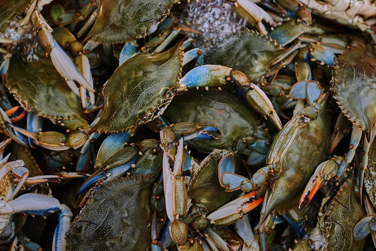 Italians enter uneasy truce with invasive blue crabs, exporting crustaceans they won't eat