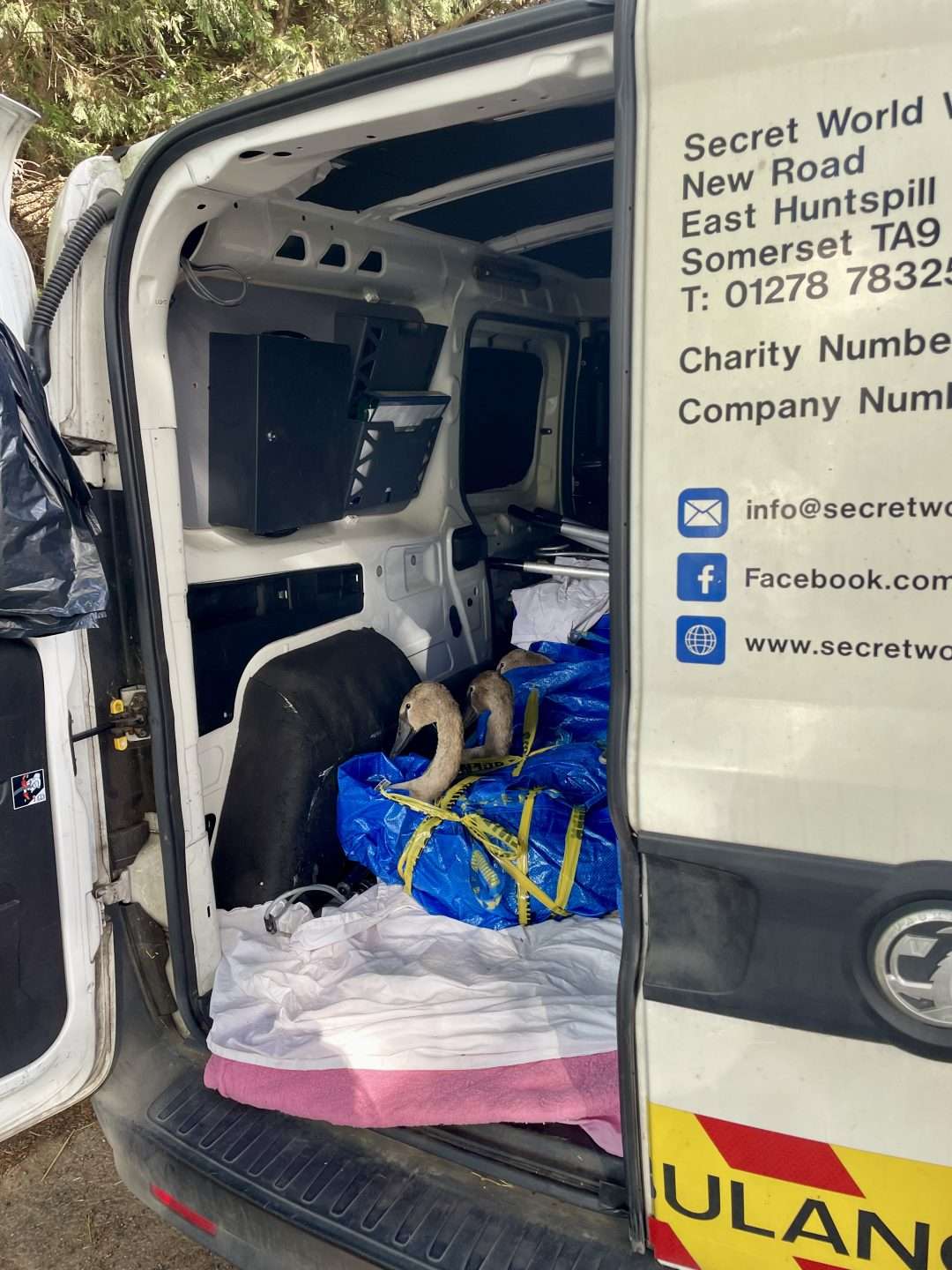 The rescue team explained the large, strong IKEA bags are surprisingly useful when it comes to safely transporting swans