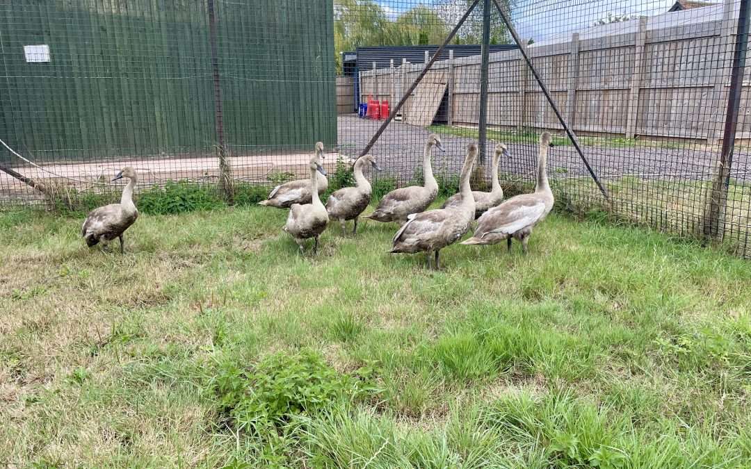 The swans were put safely in a temporary pen after being found on the road