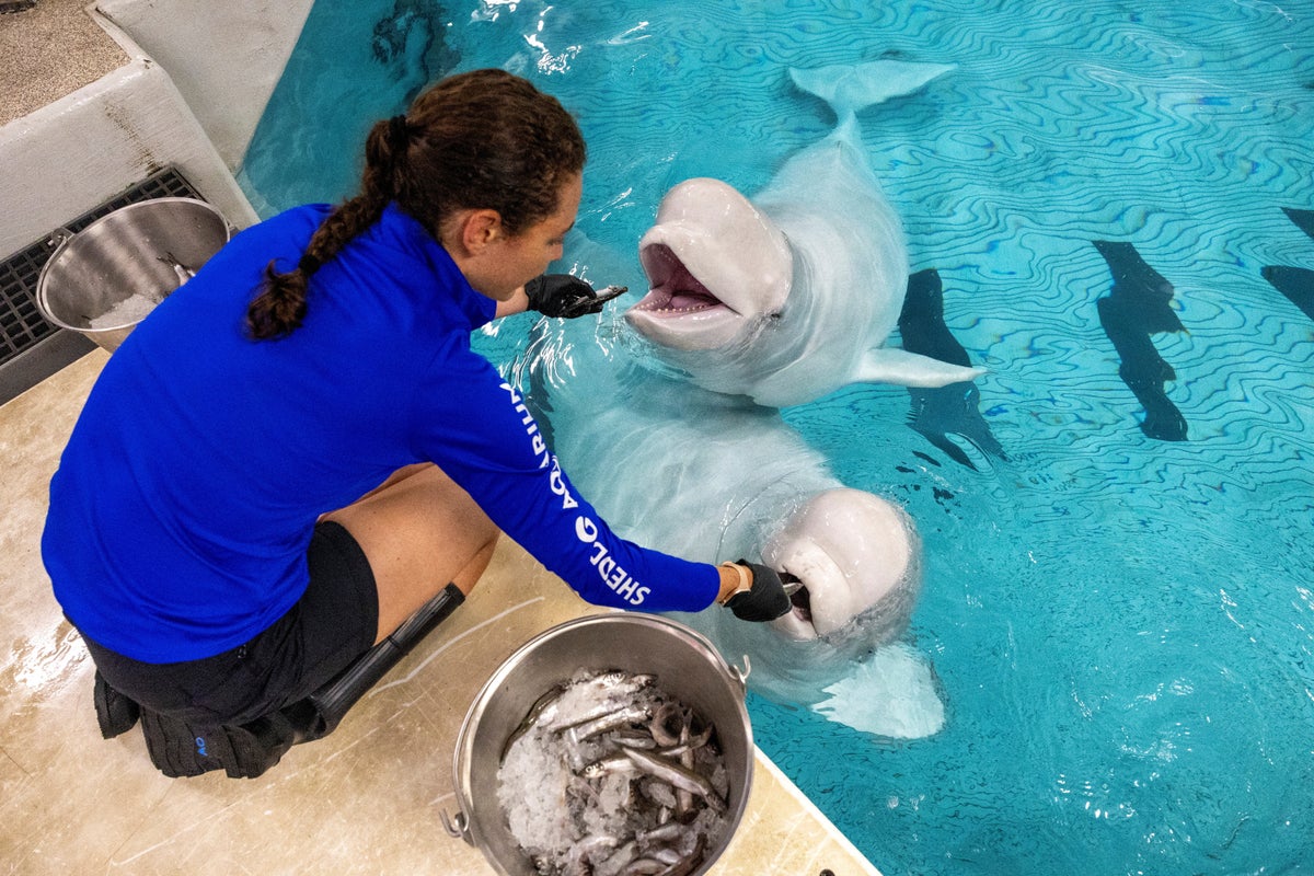 Third rescued beluga whale dies at Chicago aquarium