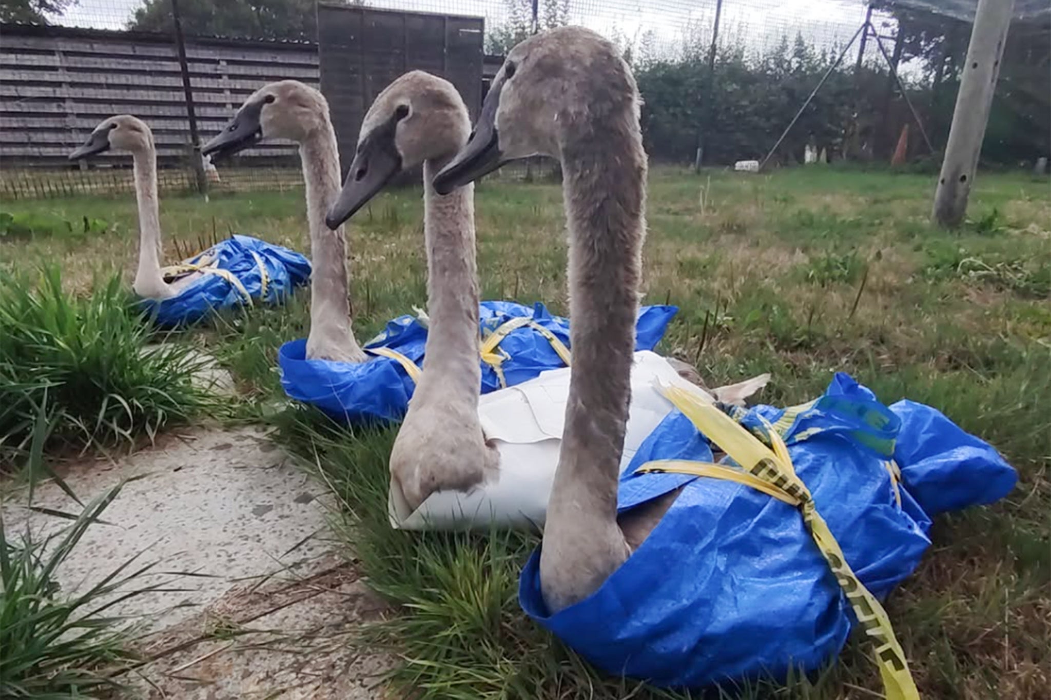 Baby swans rescued in IKEA bags from roadside in Somerset 