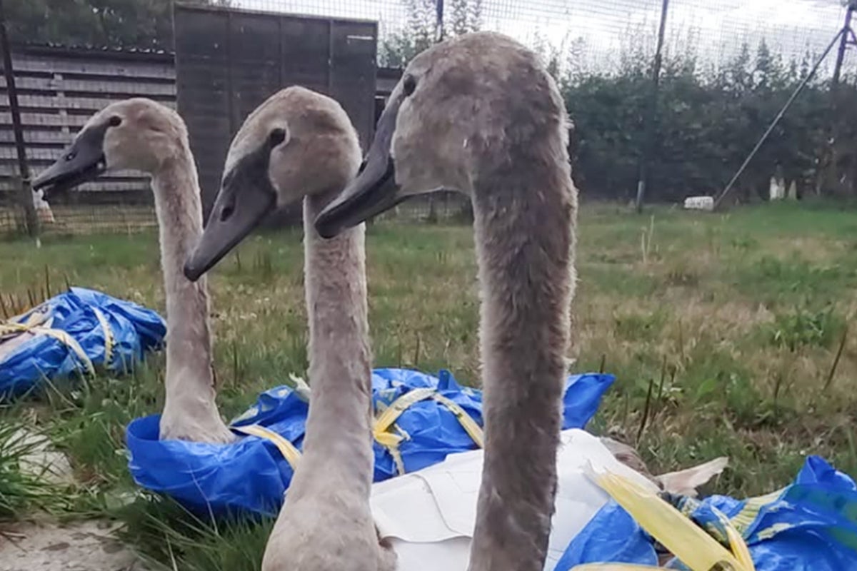 Baby swans rescued in IKEA bags from roadside in Somerset Baby swans rescued in IKEA bags from roadside in Somerset
