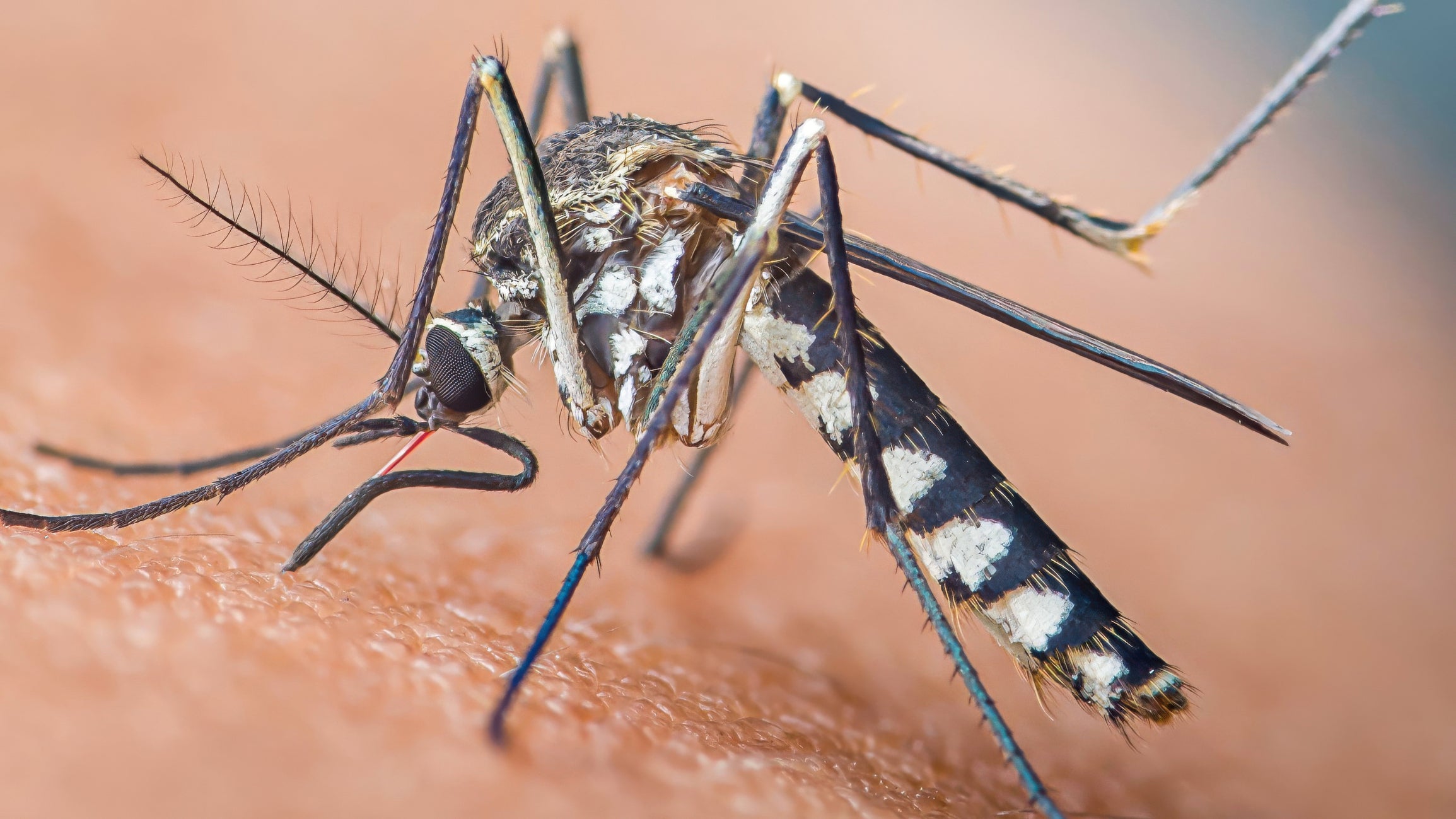 Zika virus mosquito found breeding in east London in UK first