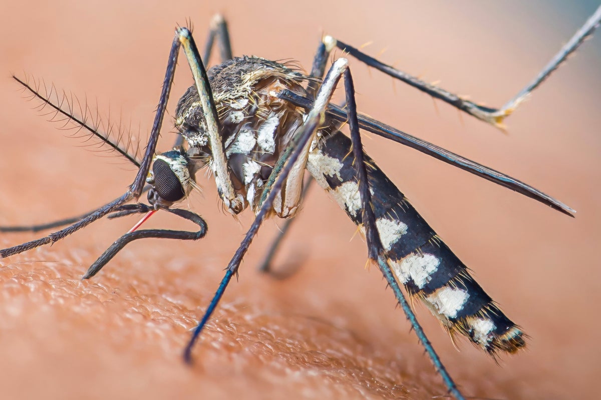 Zika virus mosquito found breeding in east London in UK first Zika virus mosquito found breeding in east London in UK first