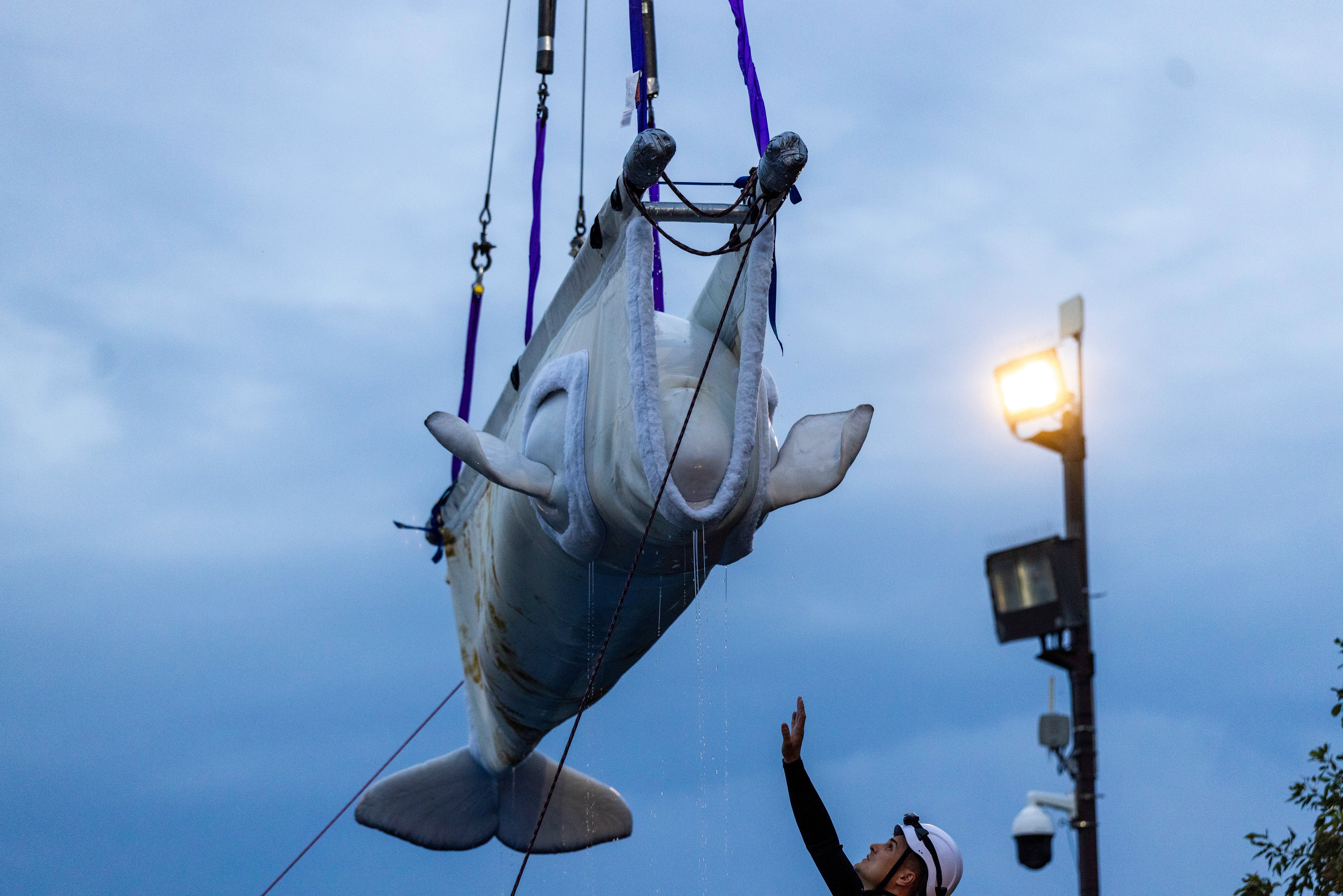 A beluga whale is transported via sling from a tank at Marineland in Niagara Falls, Canada. The whale was among 30 that were rescued from the park and rehomed in American zoos and aquariums