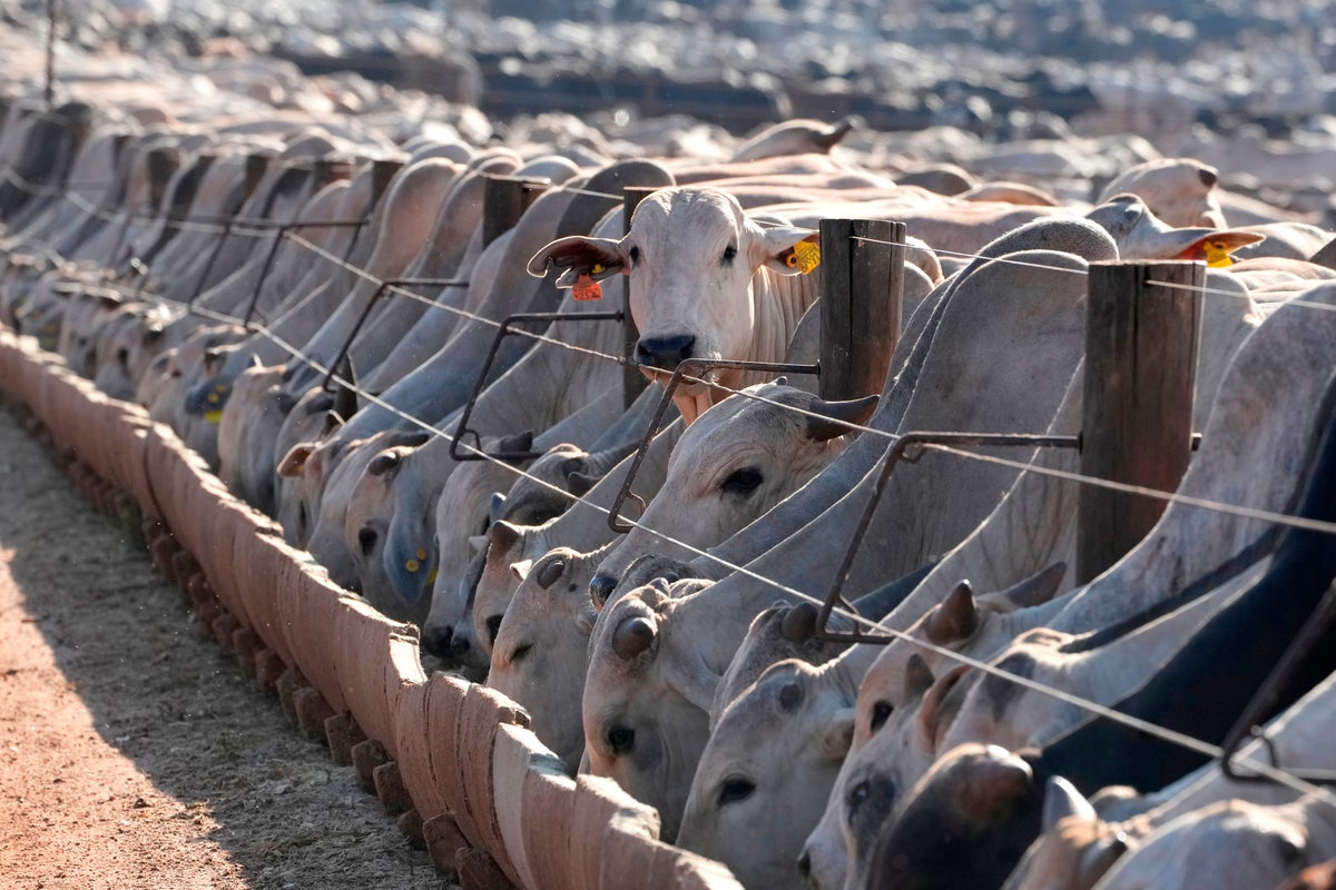 Brazil Weighs Retaliatory Measures Following EU Import Ban on Animal Products