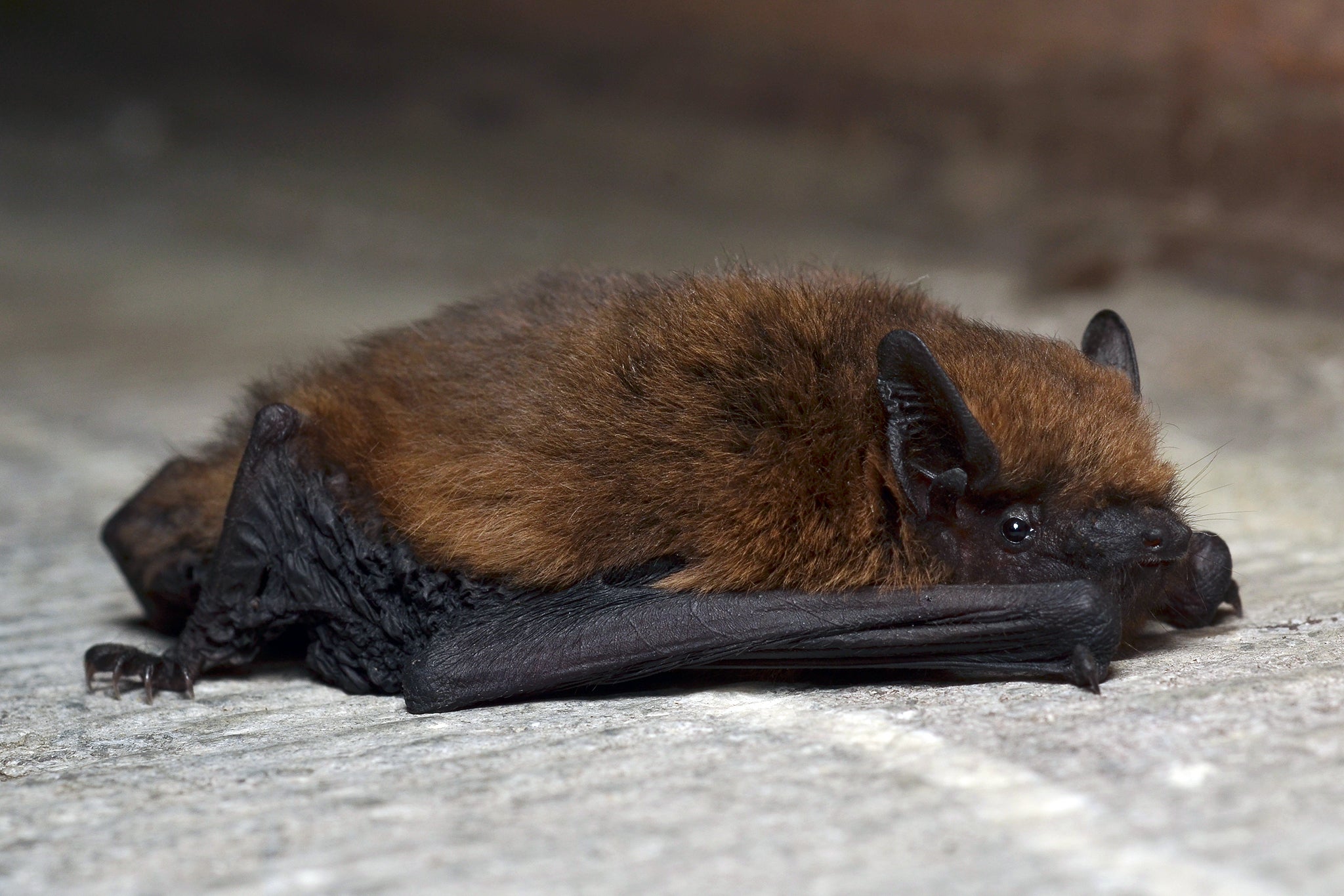 The Common pipistrelle resting