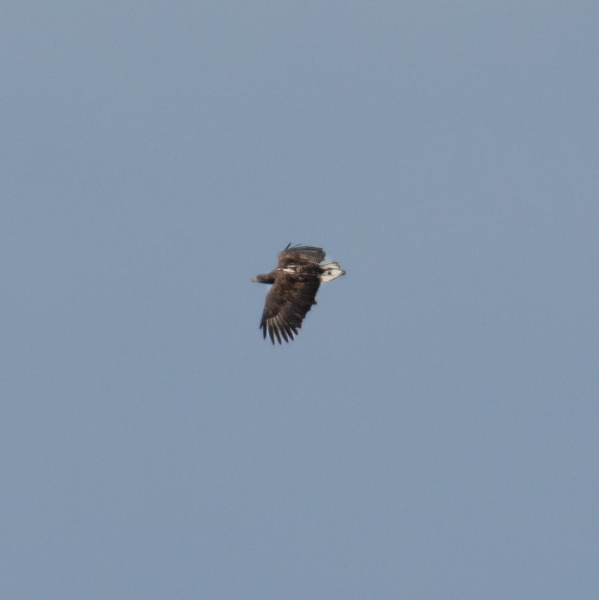 Kinky was seen in the skies above Loch Spelve (Beth Shiels/PA)