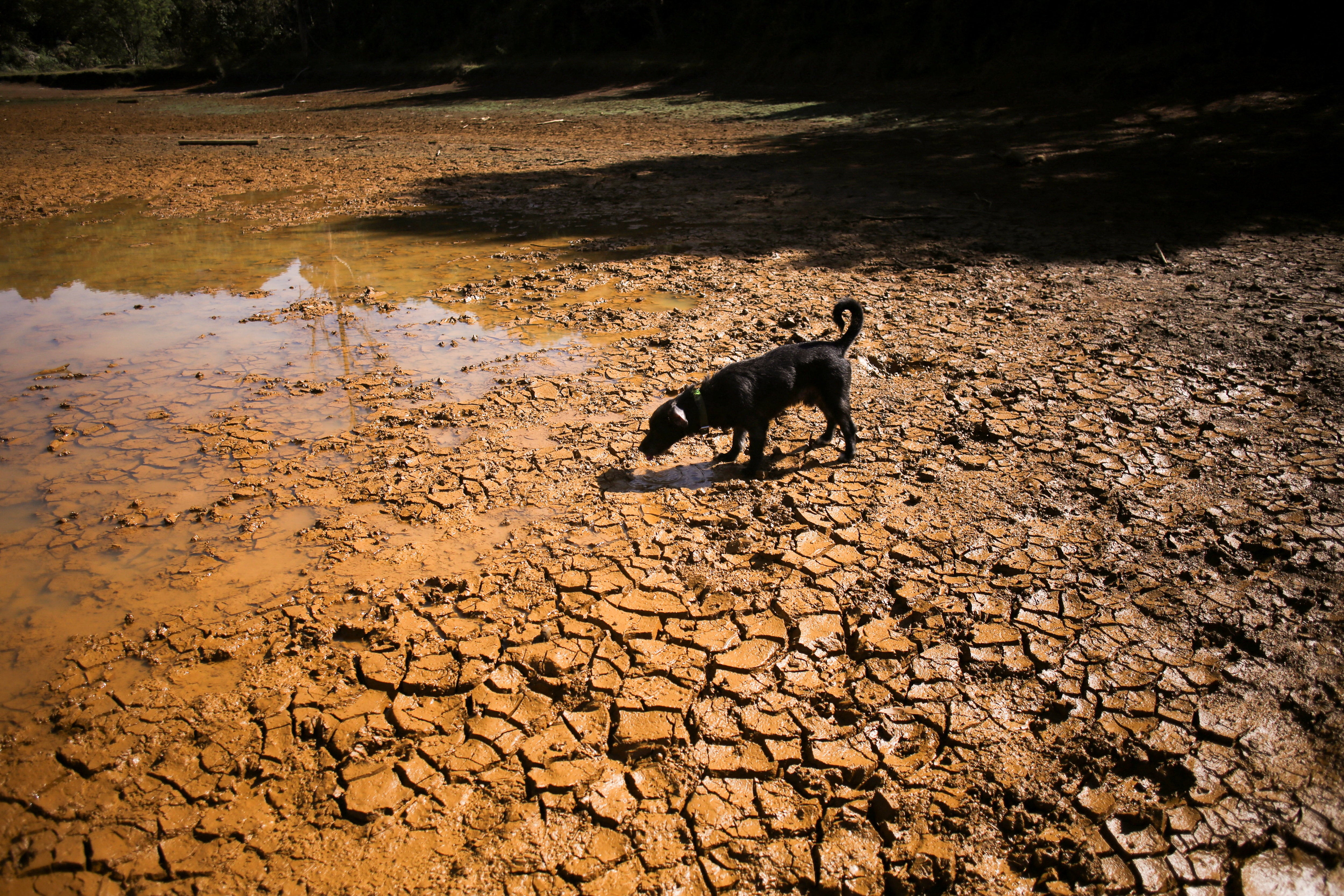 A dog walks on cracked ground at the dried-up Guarne Lagoon in Arvi Park amid drought conditions linked to the El Nino phenomenon, in Medellin, Colombia (Reuters)