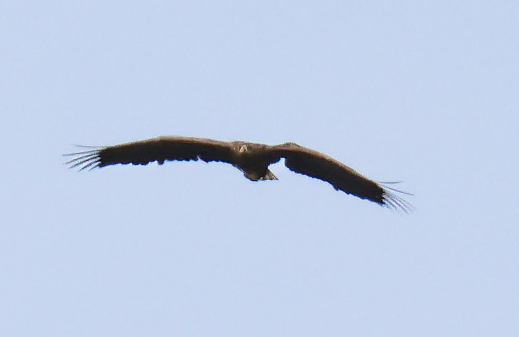Kinky the Eagle is now three-years-old (RSPB)