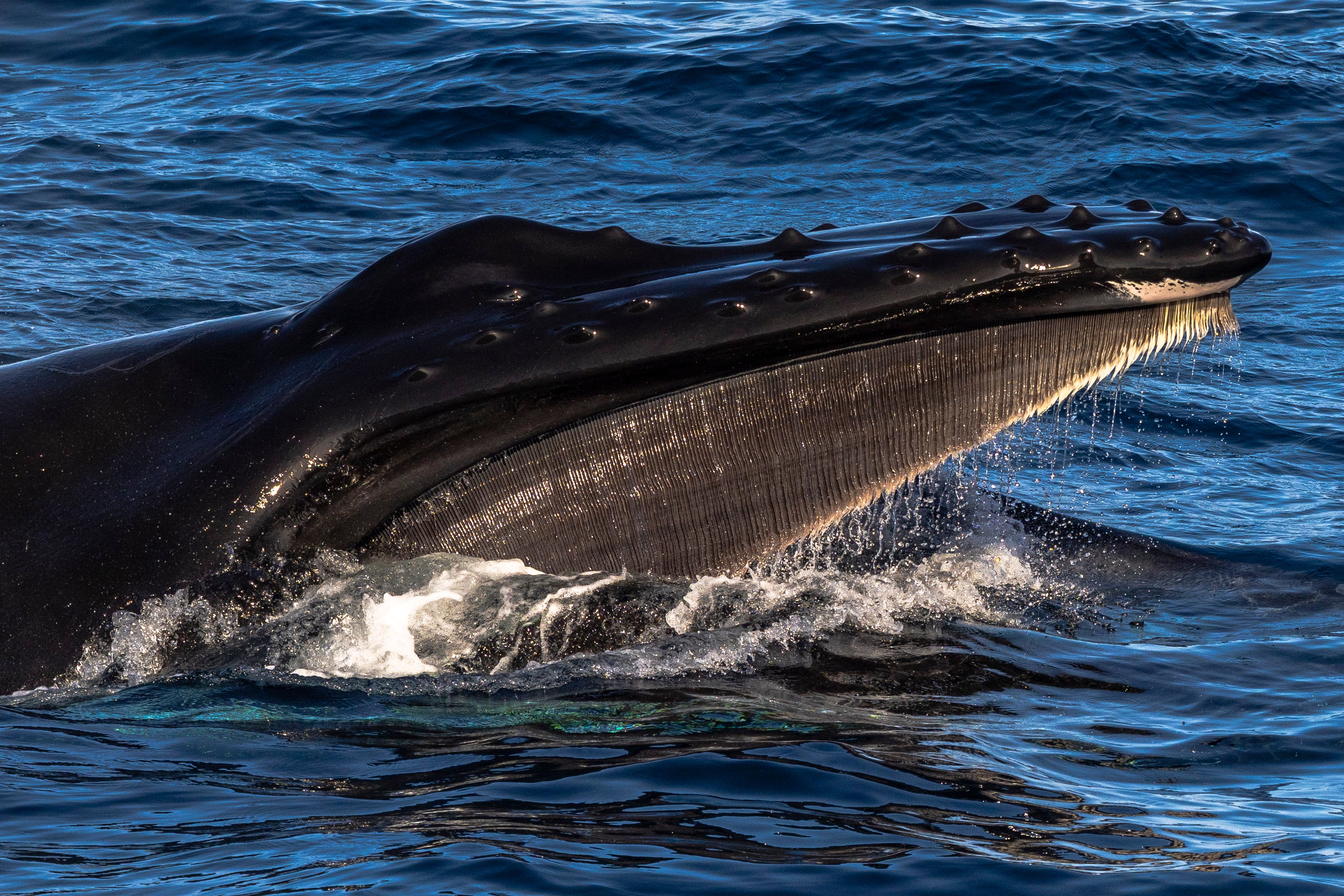 Jake spotted hundreds of humpback whales during the voyage (Adrian Wlodarczyk/Aurora Expeditions)