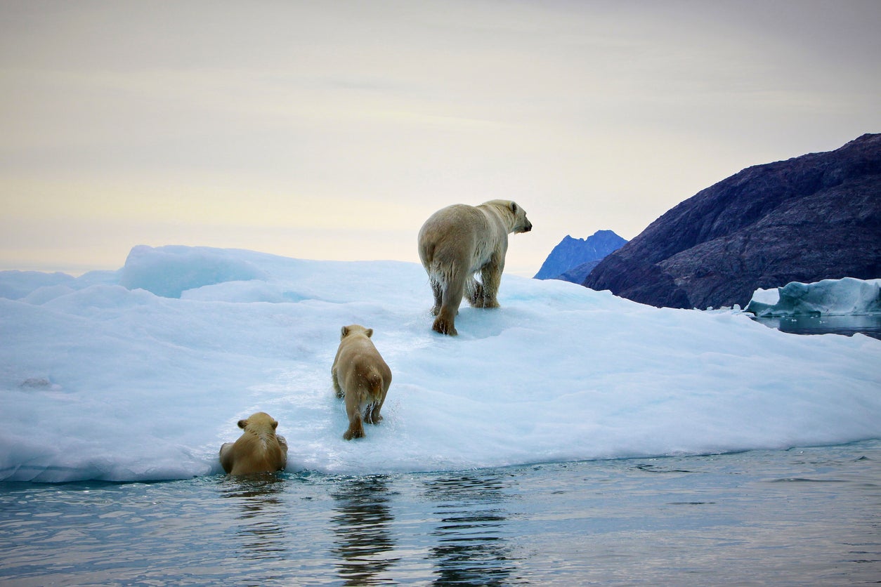 Polar bears stalked the icebergs