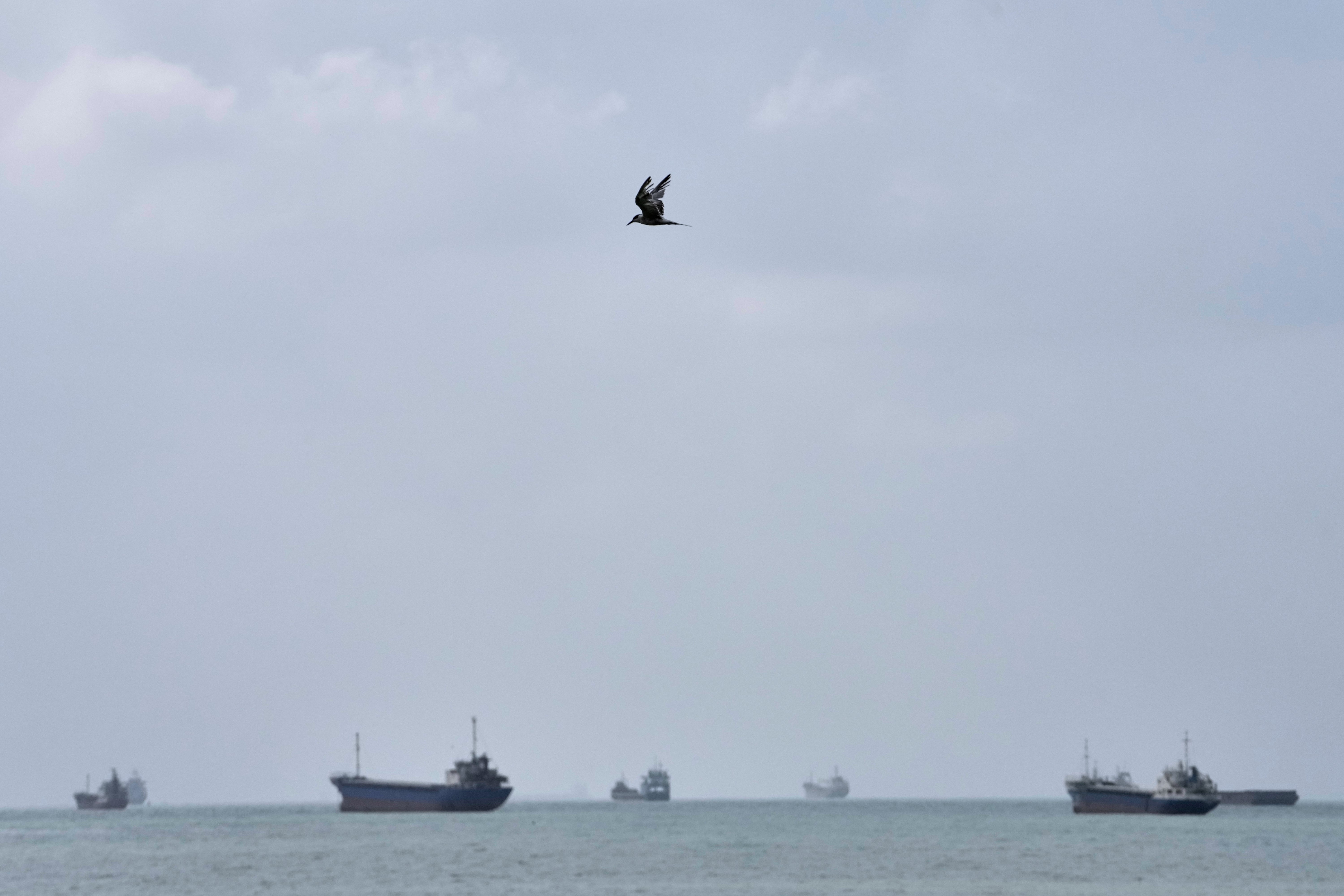A tern flies over commercial vessels anchored in the Strait of Hormuz off Bandar Abbas, Iran, on 4 September 2026