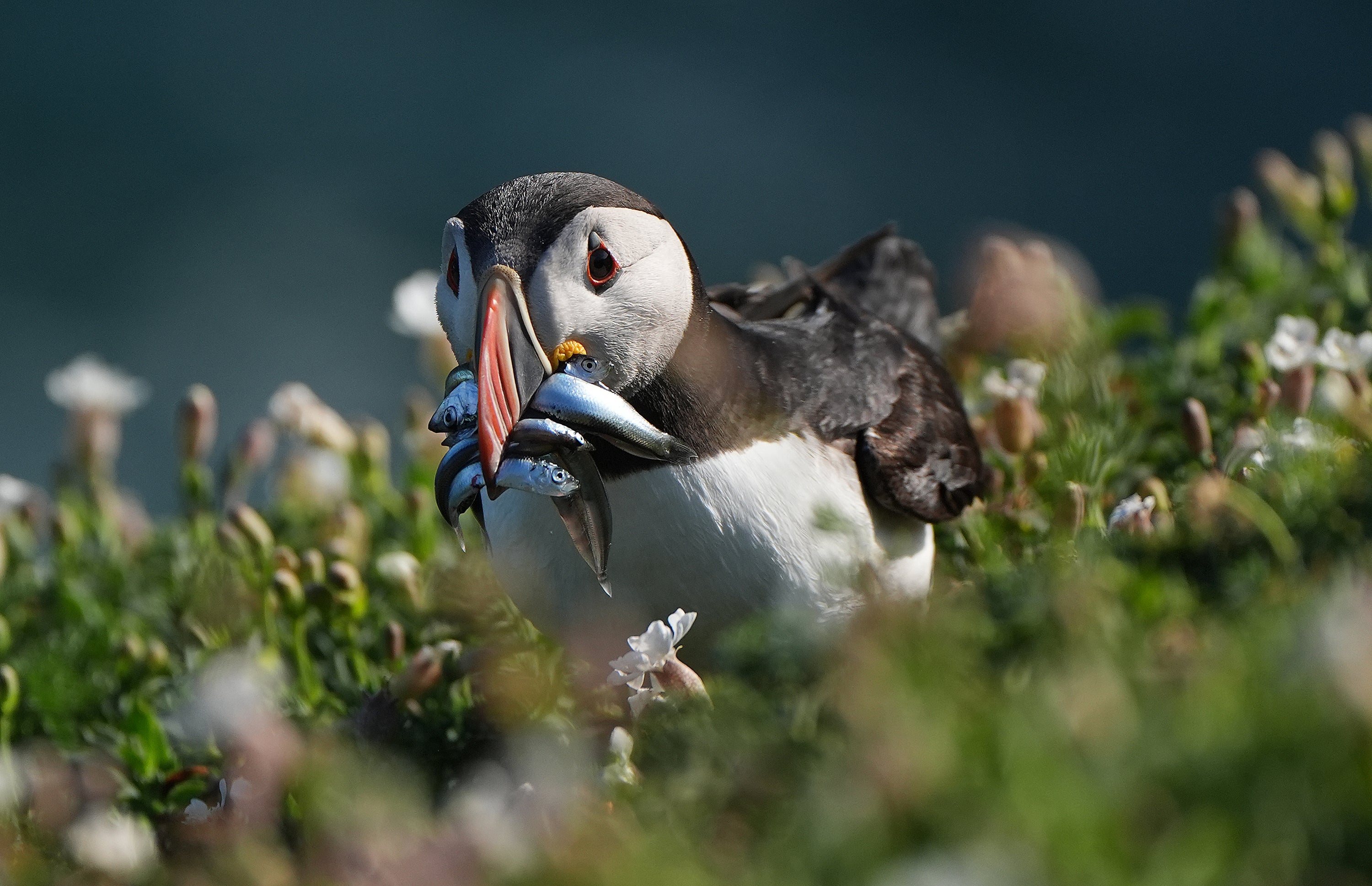 Rising ocean temperatures can affect the availability of food sources (Niall Carson/PA)