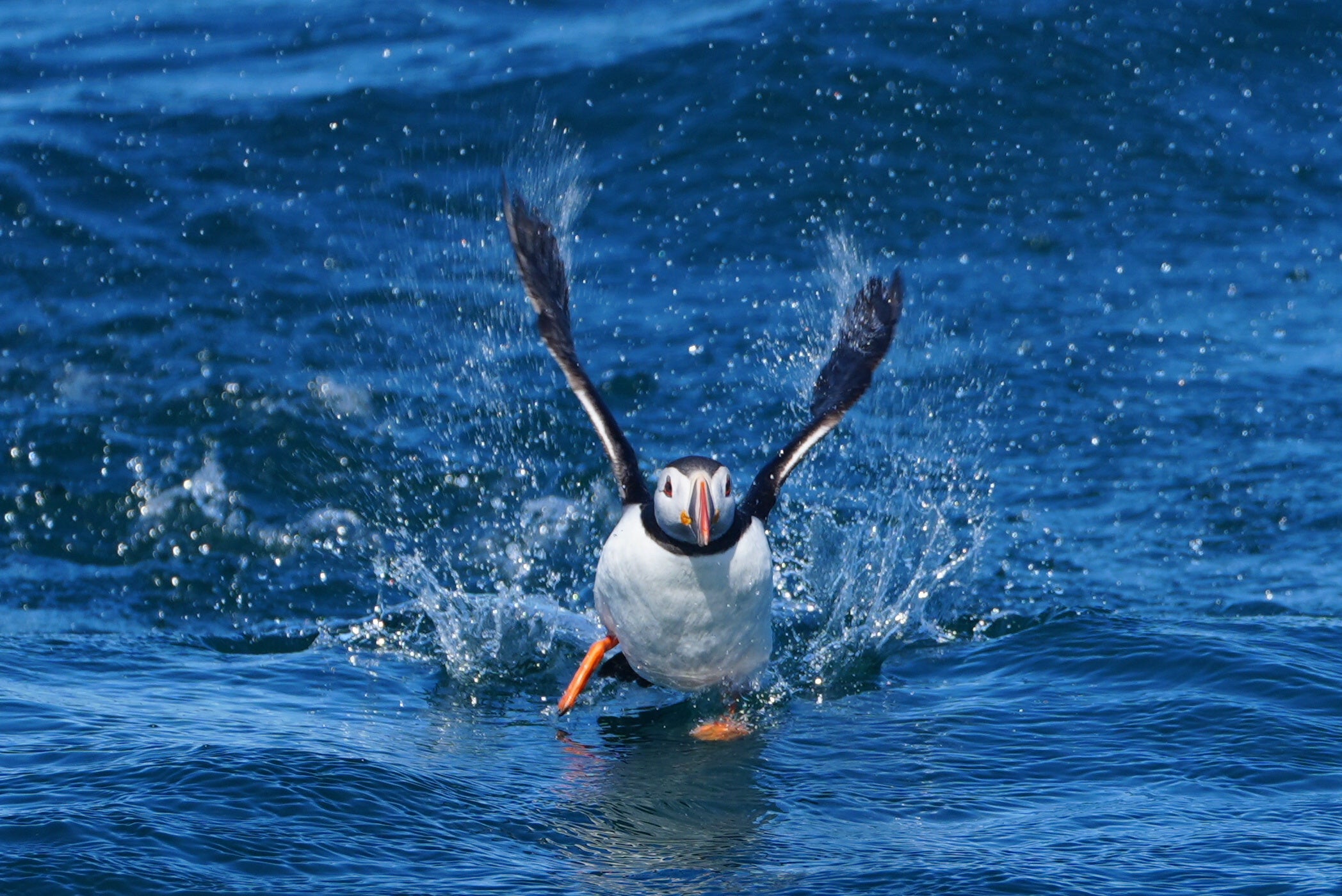 Puffins spend up to eight months of the year at sea (Owen Humphreys/PA)