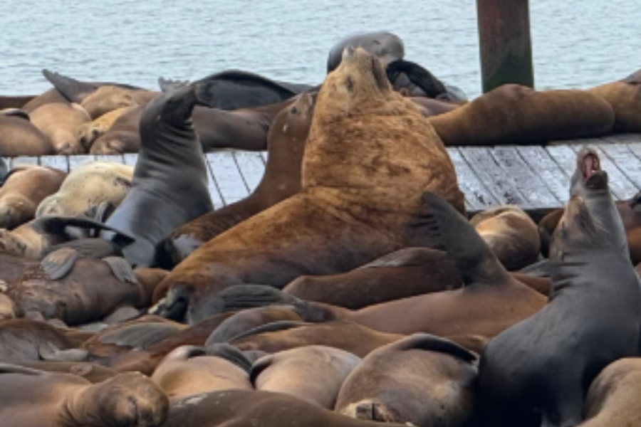 Viral Sea Lion 'Chonkers' Joined by New Companion at San Francisco's Pier 39