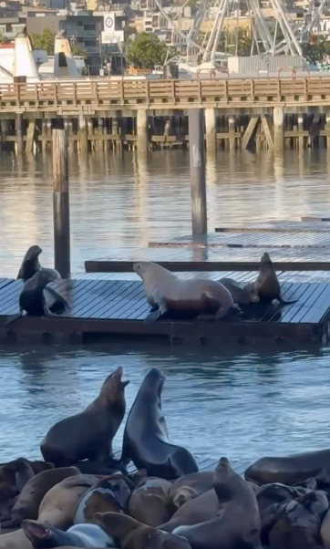 The real Chonkers, pictured here, was first spotted at Pier 39 in March and last seen in early May, making his nearly two-month stay in the San Francisco Bay area unusual for a Steller sea lion