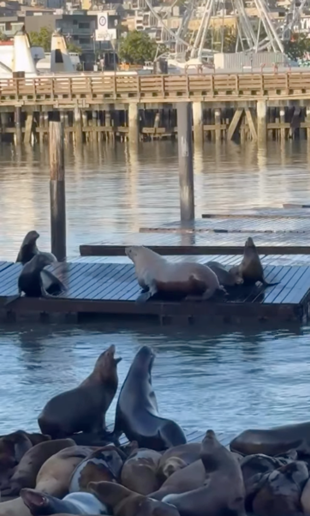 Pier 39'da Chonkers'a Benzeyen Dev Deniz Aslanı Görüldü