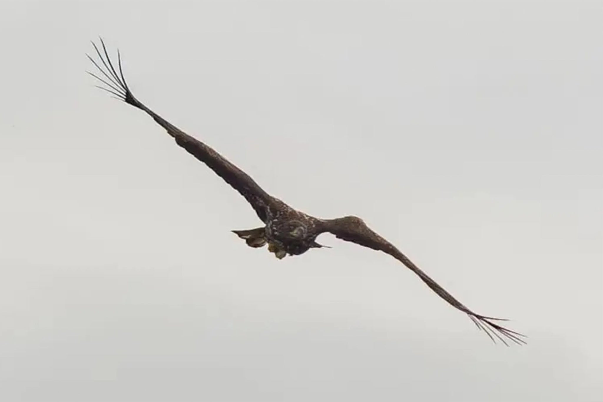 Injured Sea Eagle Survives and Continues to Fly in Scotland