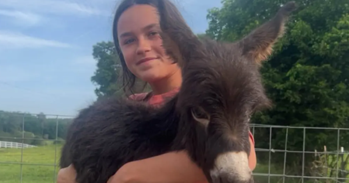 Georgia cop reveals why he shot dead a family's pet donkey | The Independent