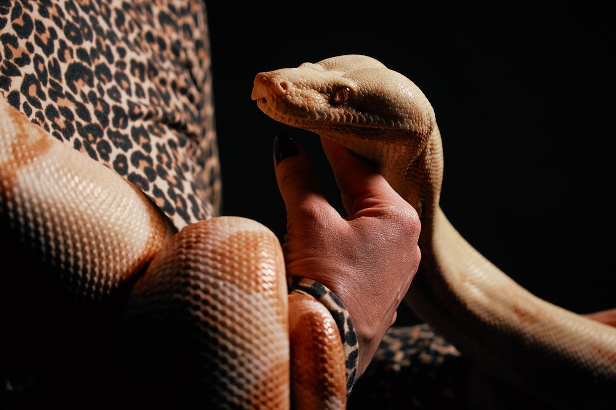 Boa constrictor cast in Metropolitan Opera production of 'Così fan tutte'