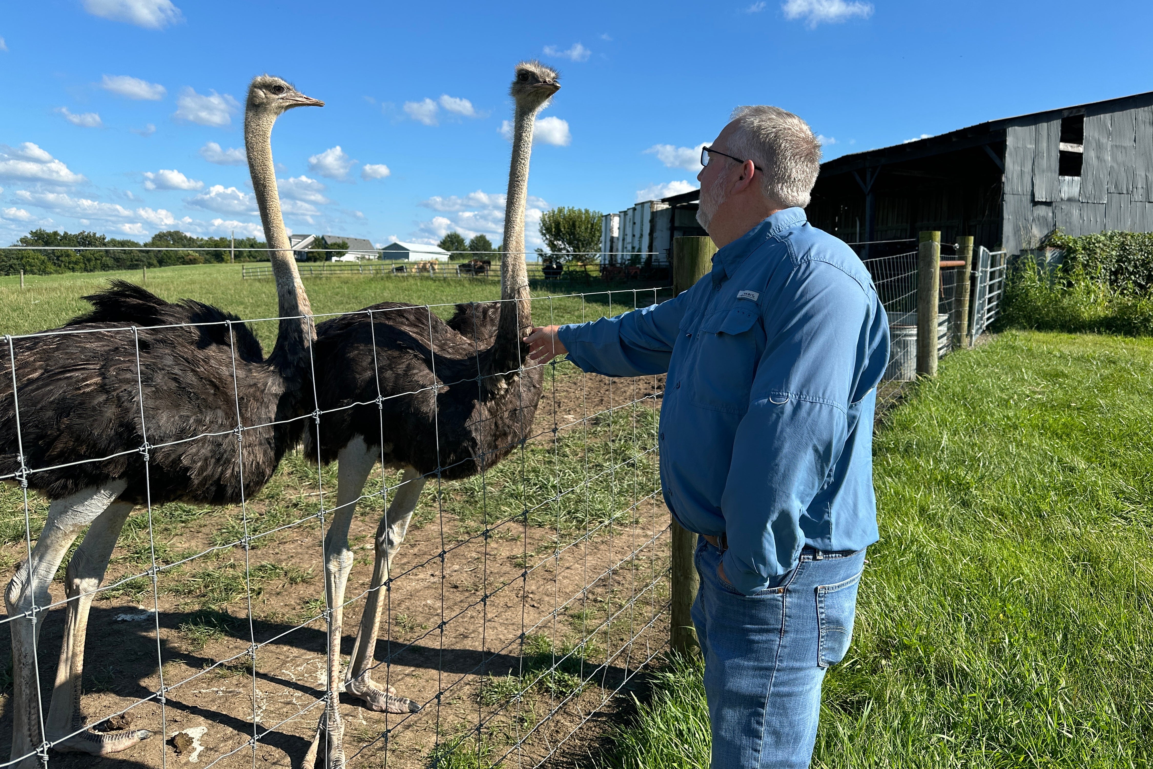 independent.co.uk - Dylan Lovan - A Kentucky man with a meat allergy was craving a burger. So he got into ostrich farming